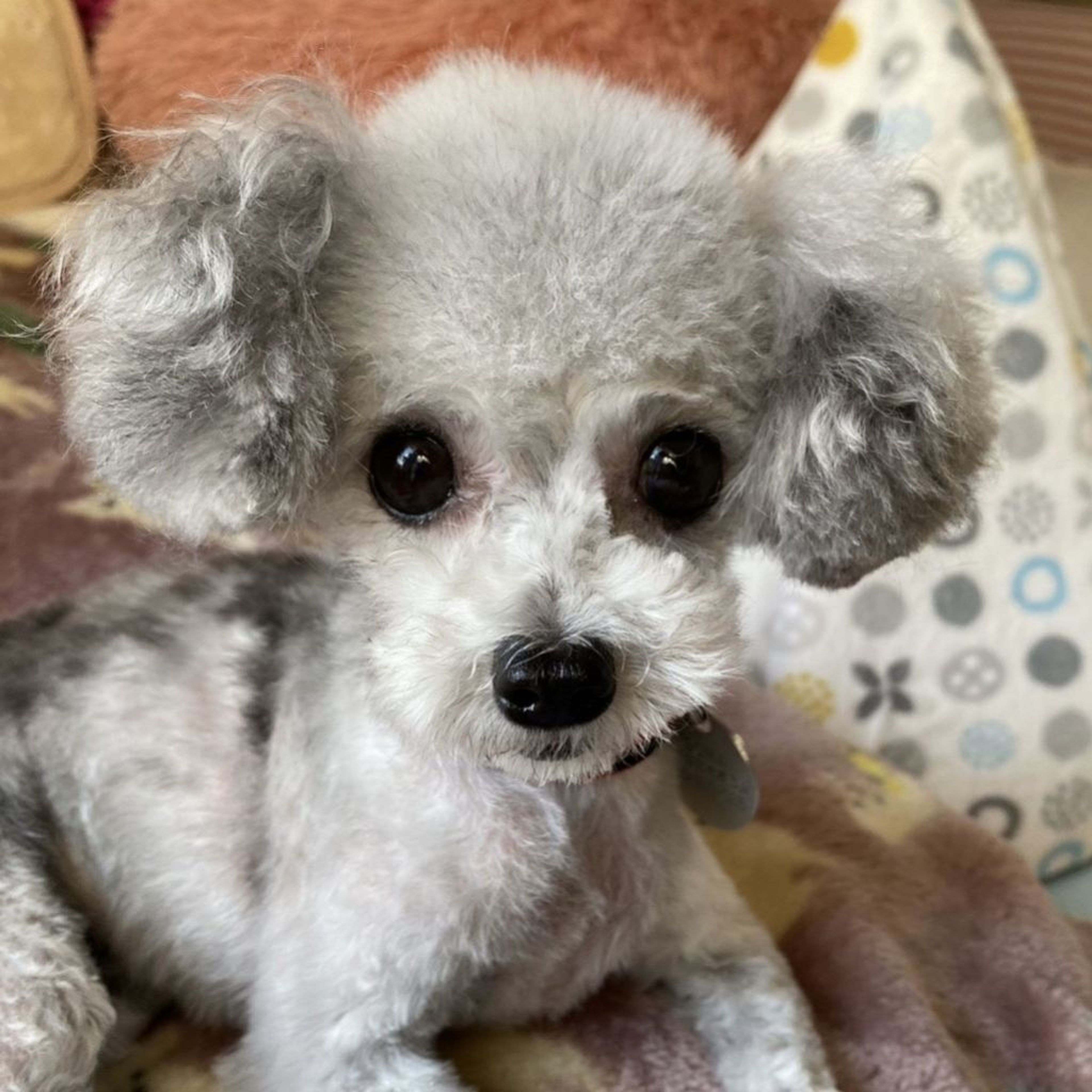 pet-image-7