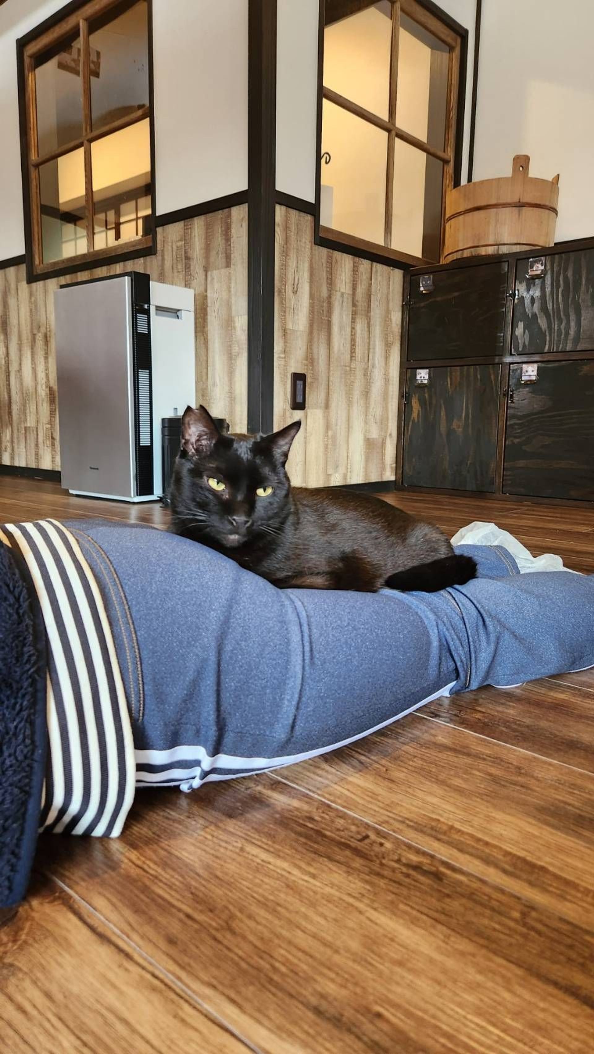 雑種（ミックス猫）・オスの里親募集の写真