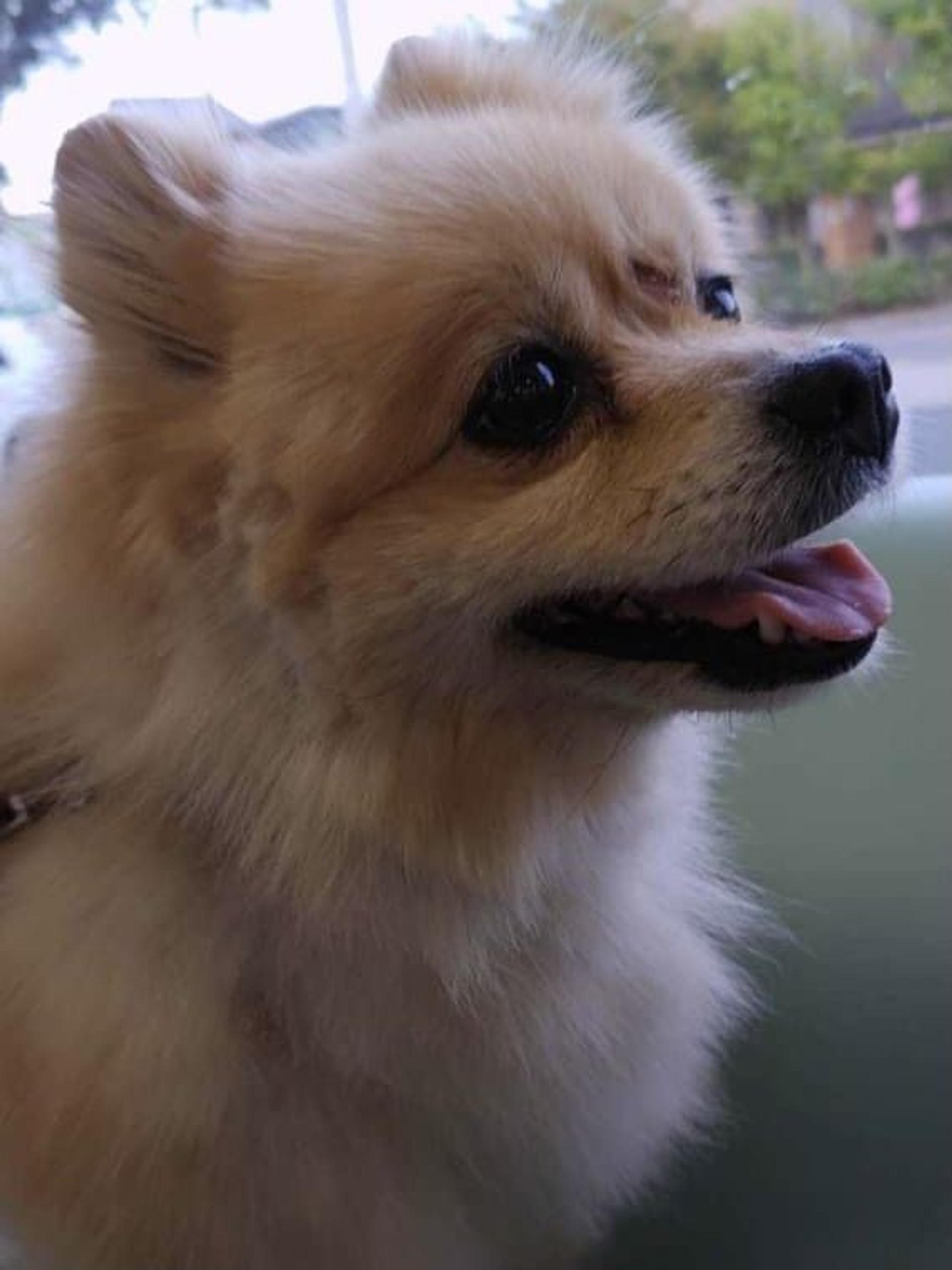pet-image-3