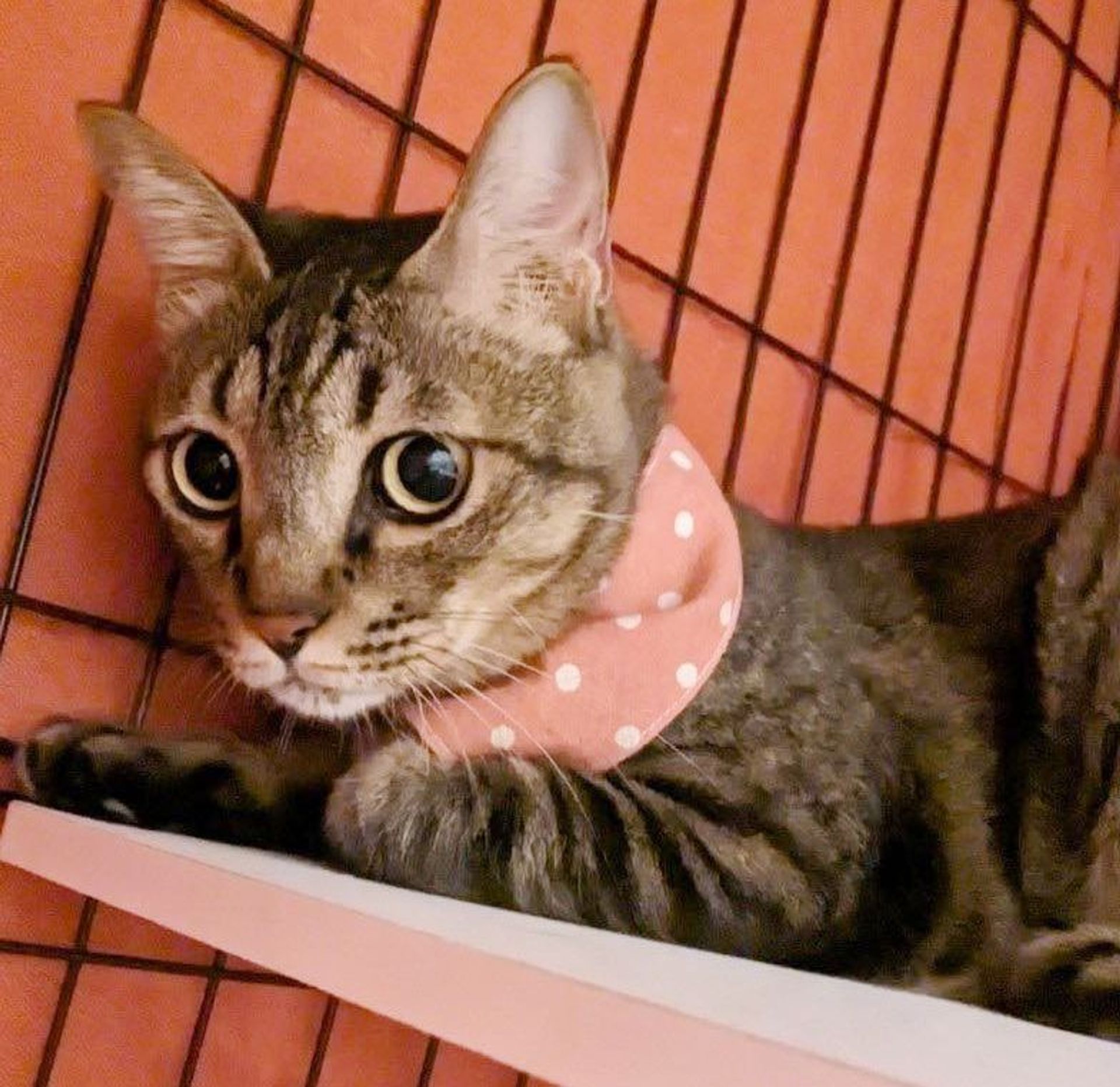 雑種（ミックス猫）・メスの里親募集の写真
