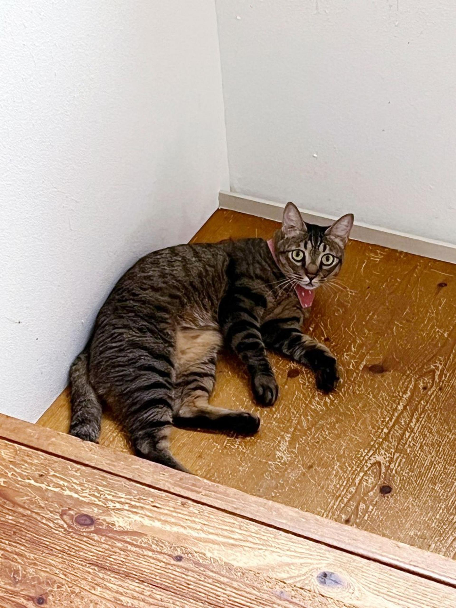 pet-image-2