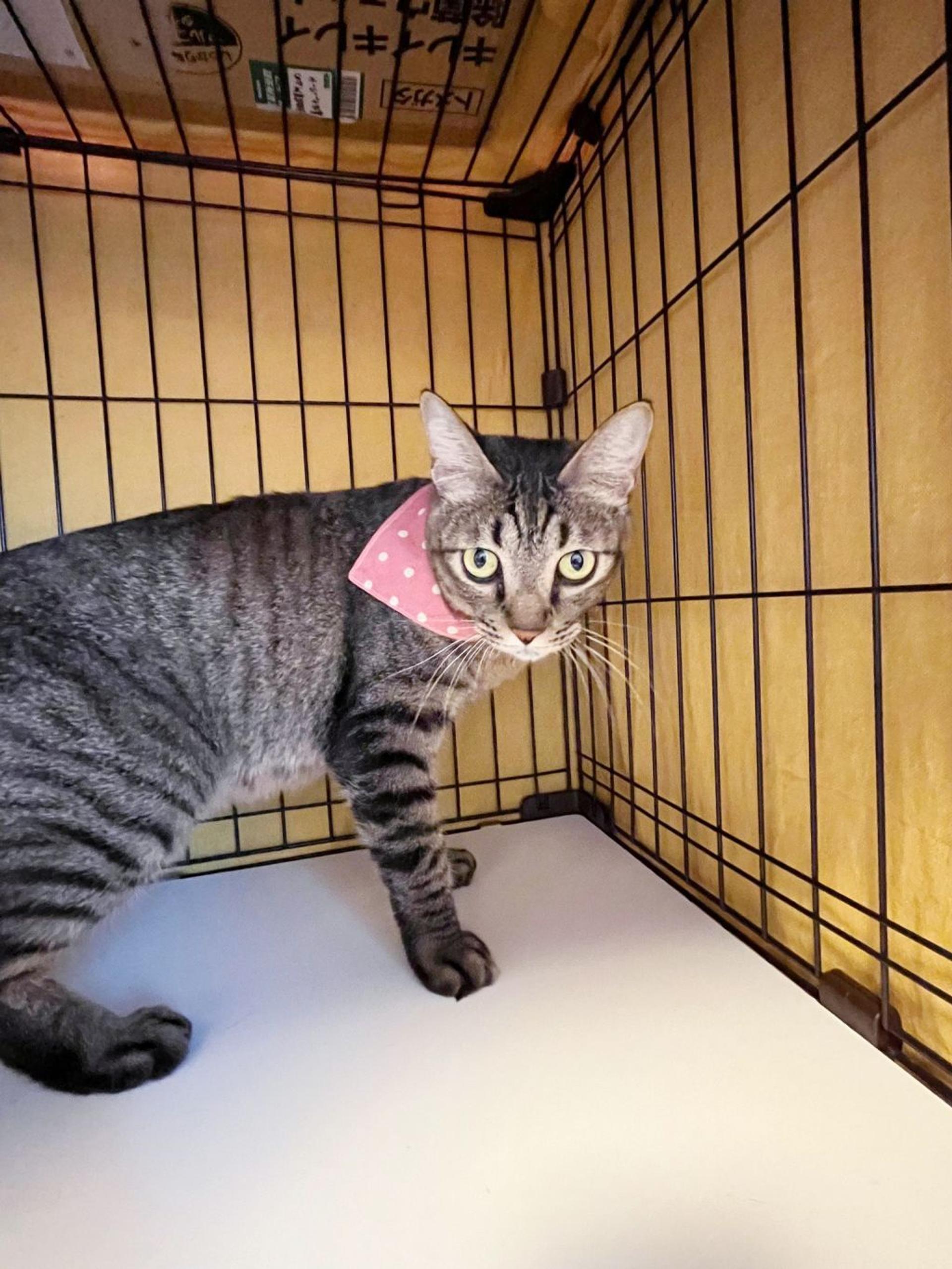 pet-image-4