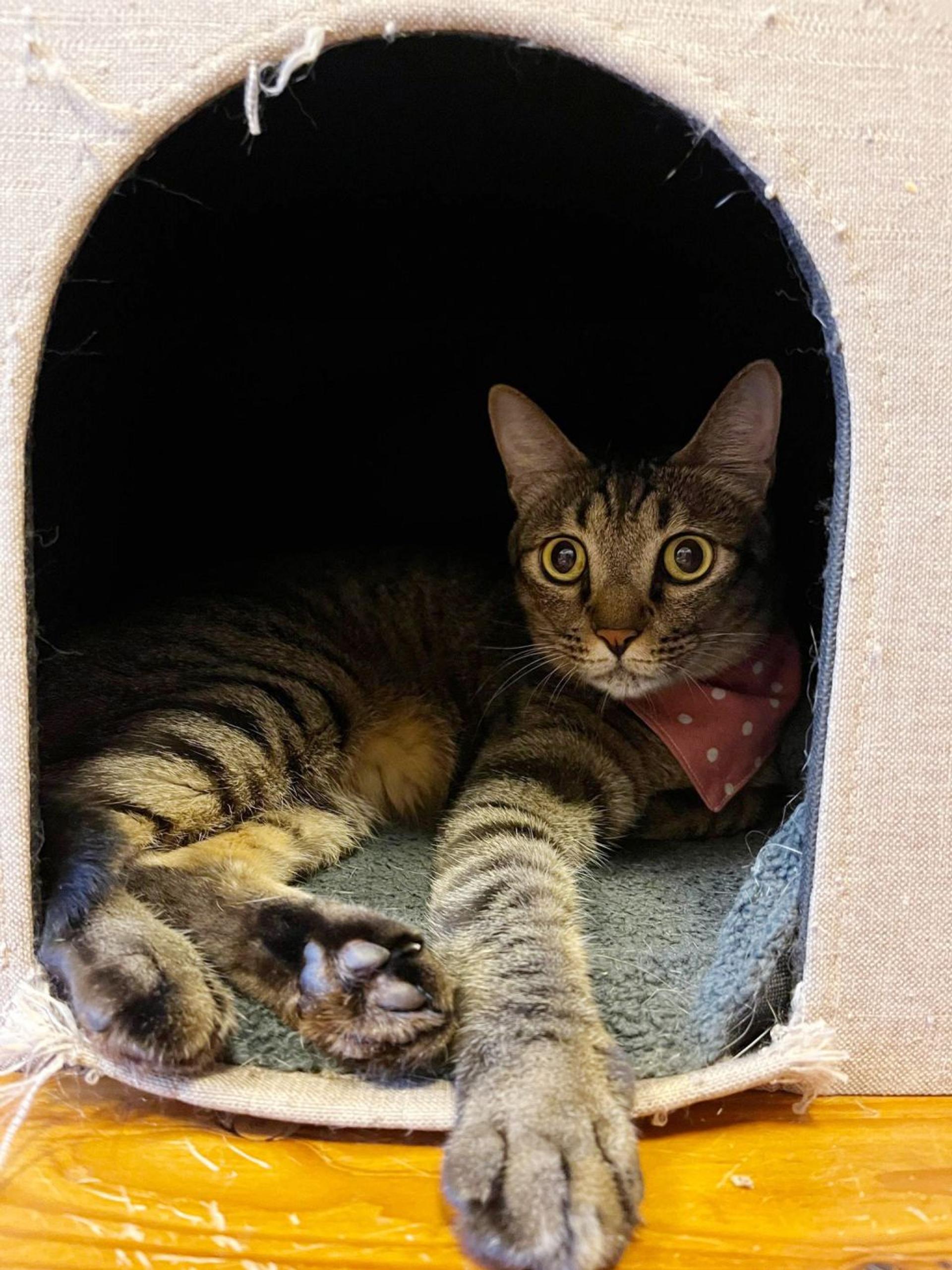 pet-image-6
