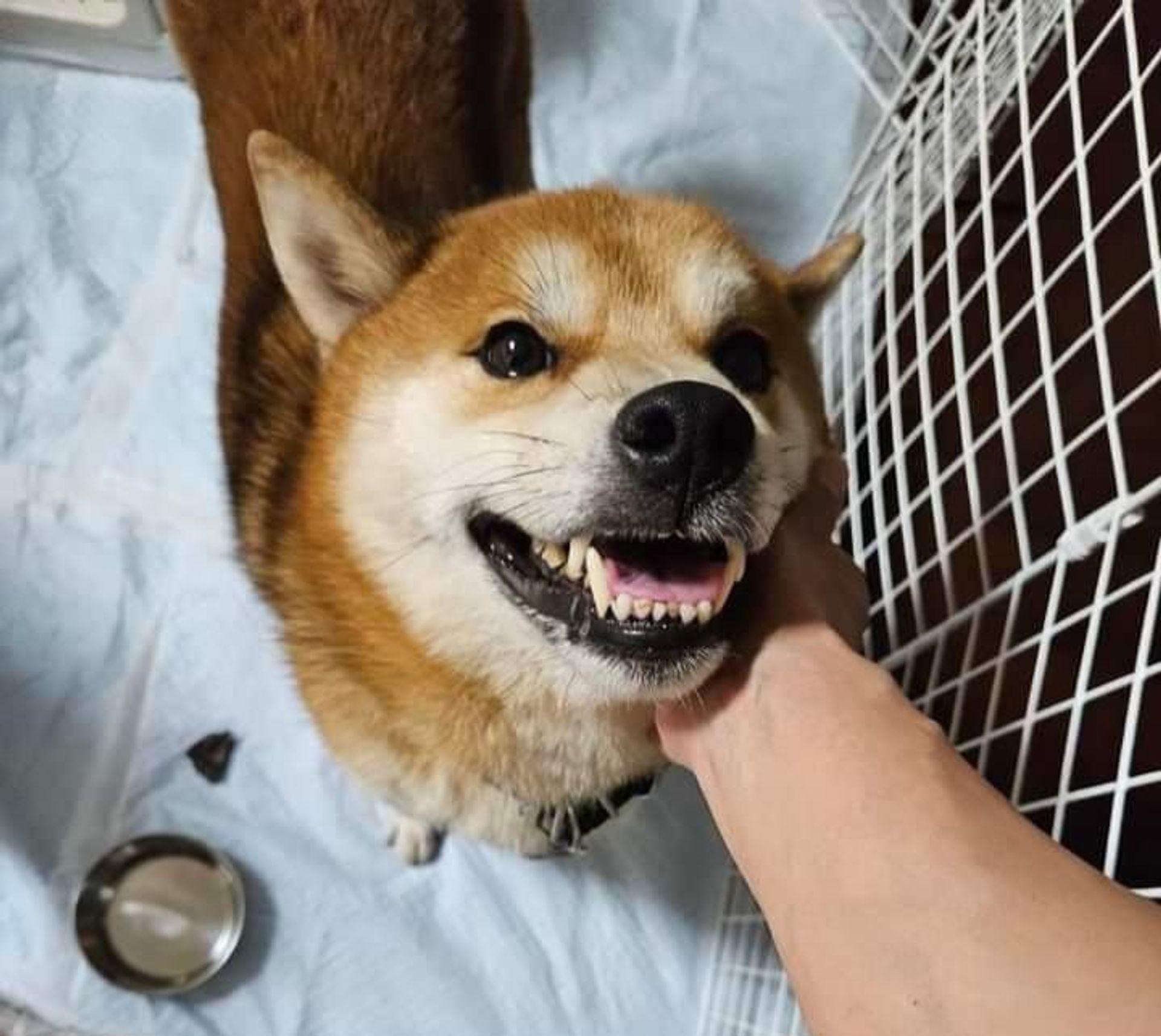 柴犬・オスの里親募集の写真