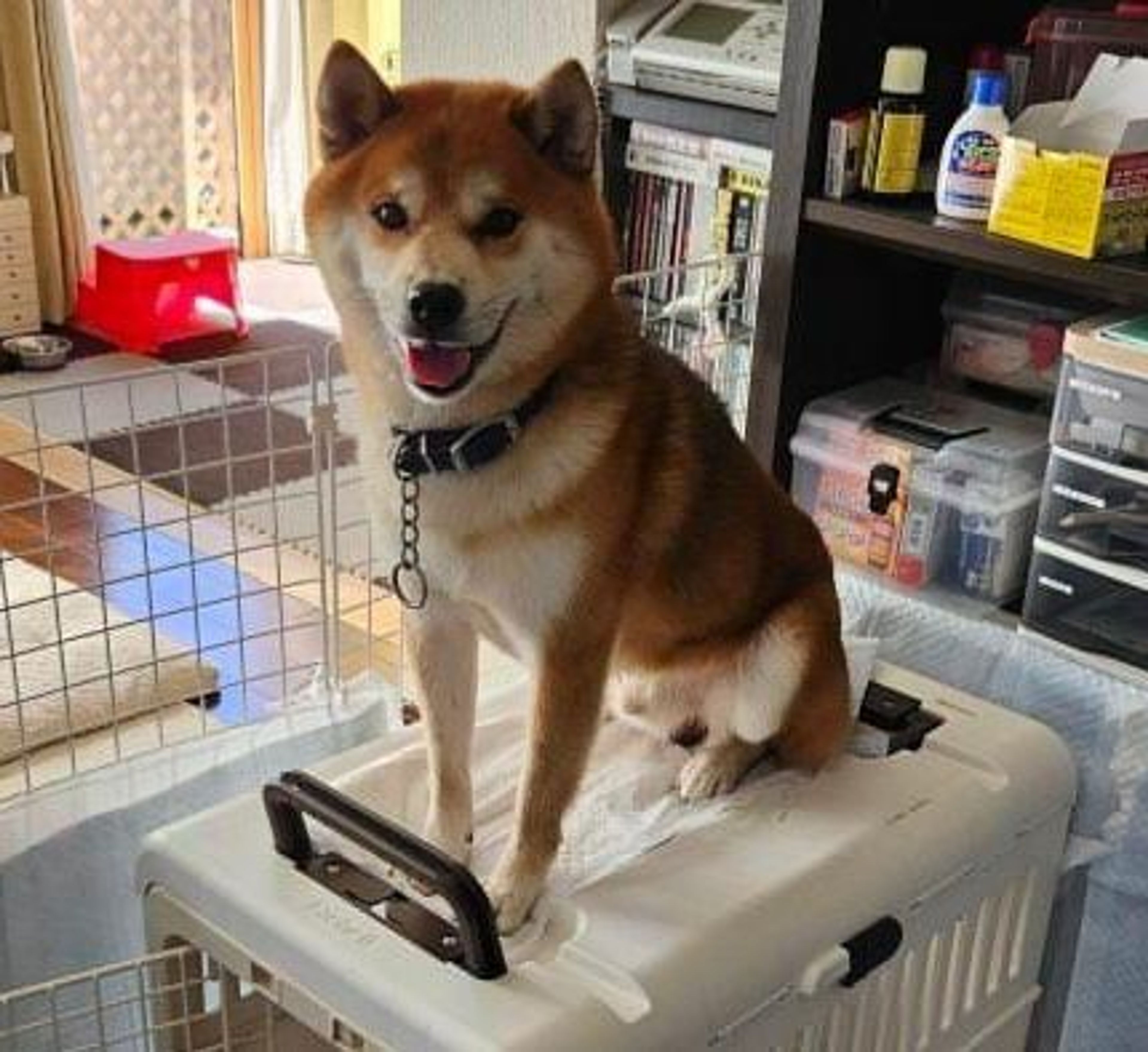 pet-image-2