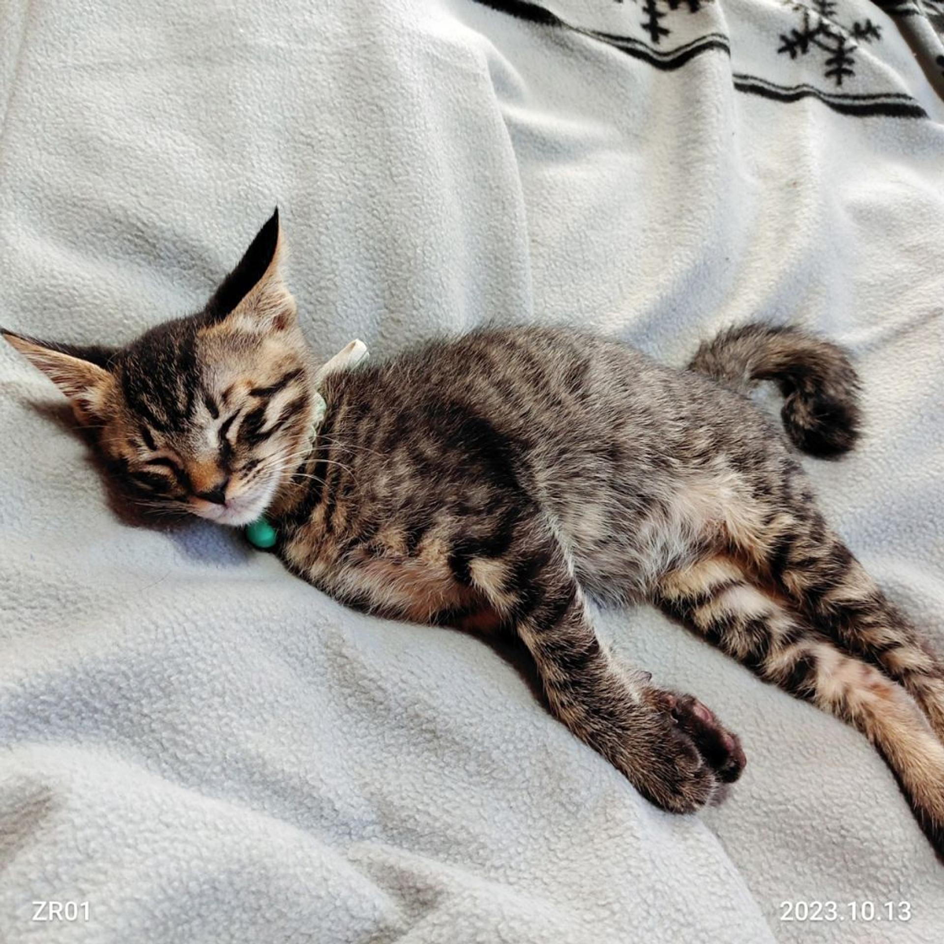 pet-image-3