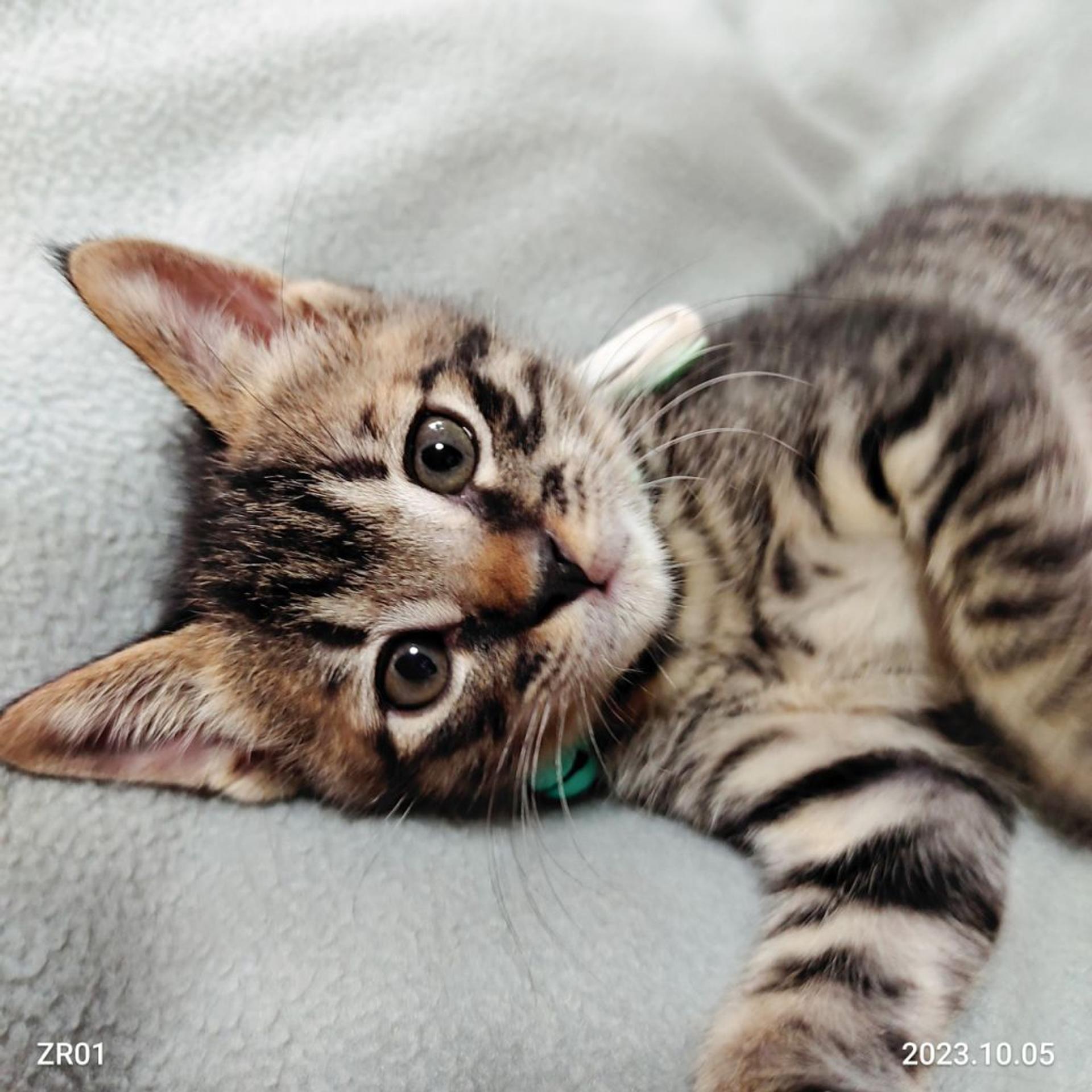 pet-image-4