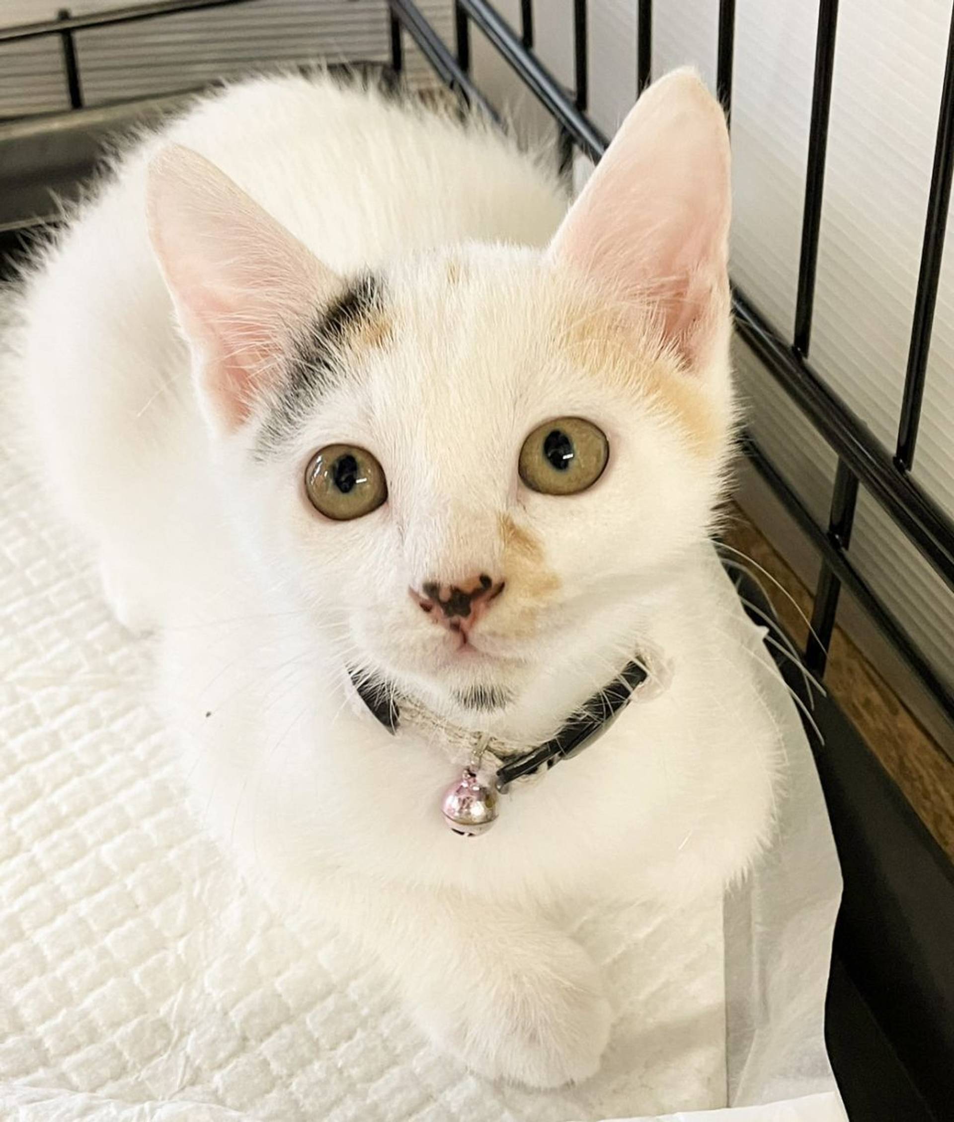 雑種（ミックス猫）・メスの里親募集の写真