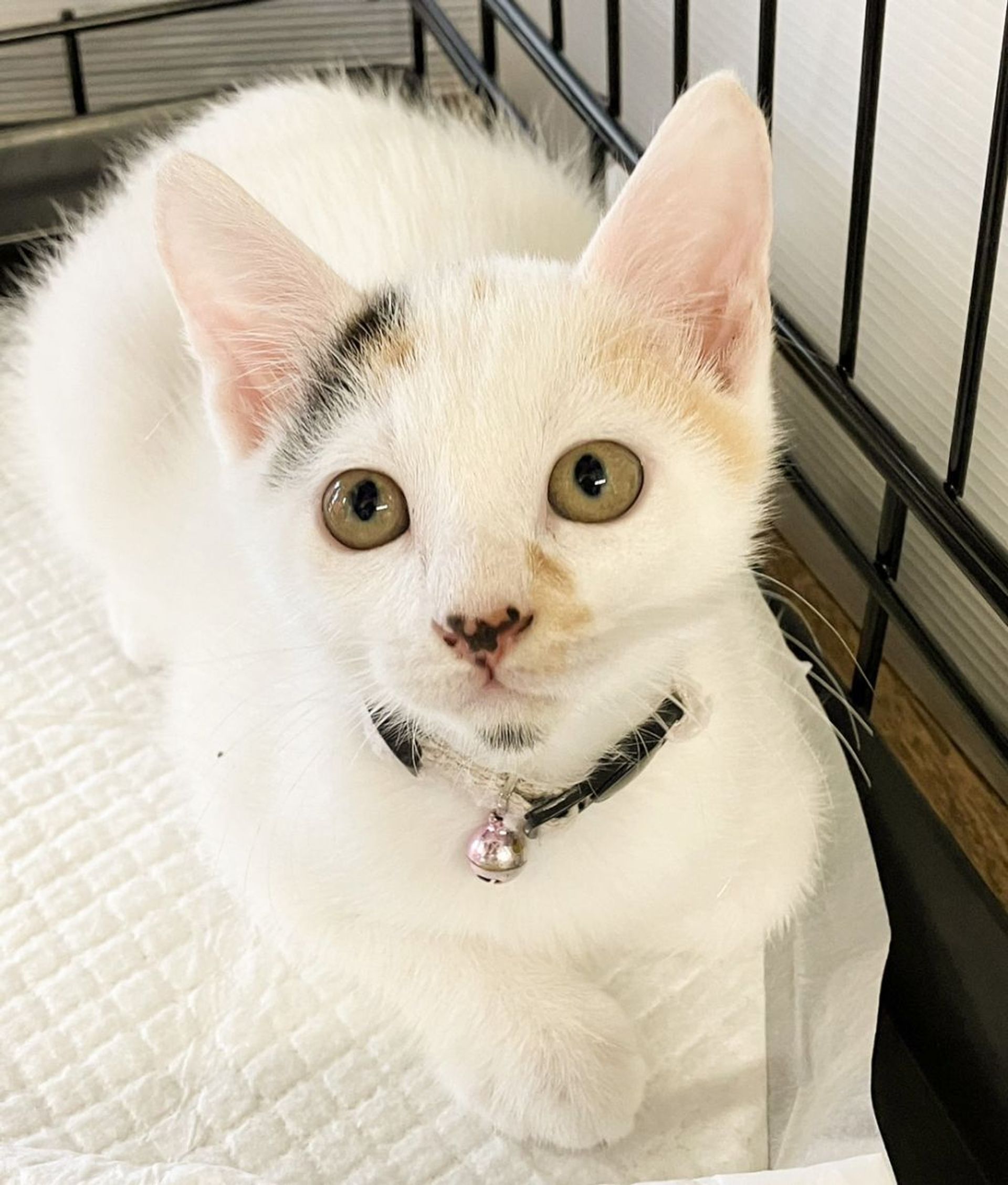 雑種（ミックス猫）・メスの里親募集の写真