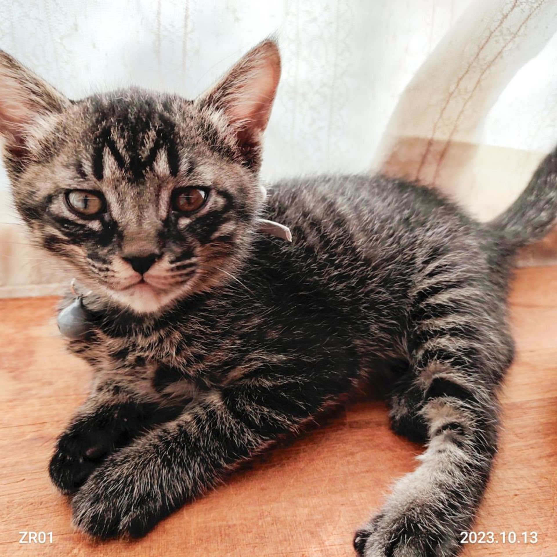 雑種（ミックス猫）・オスの里親募集の写真