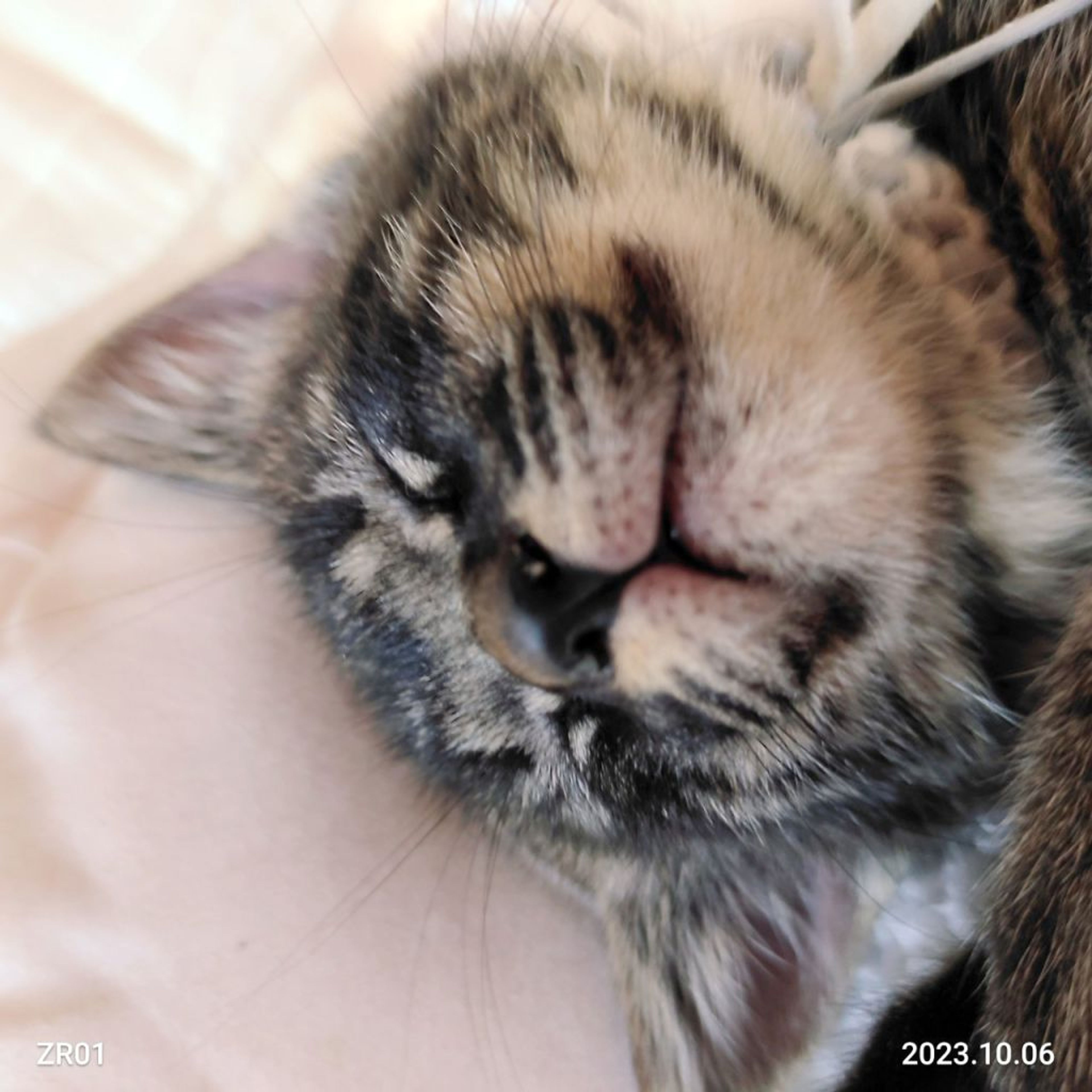 pet-image-2