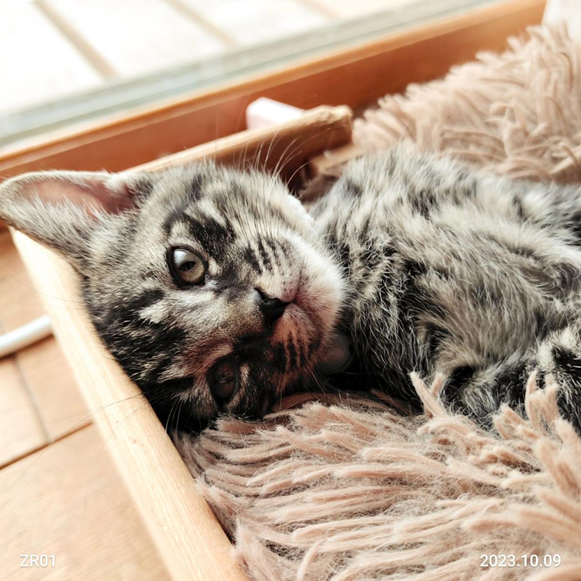 pet-image-3