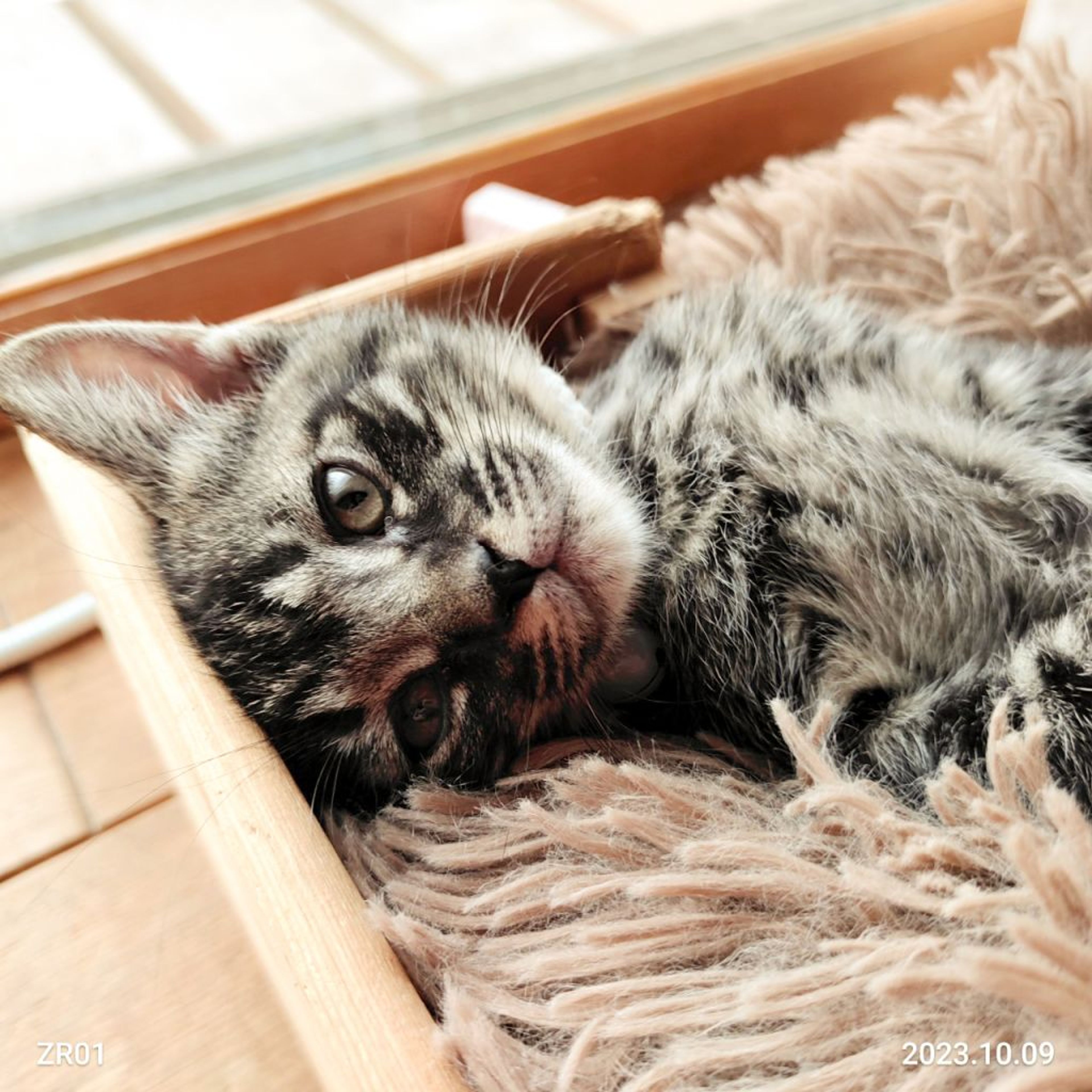 pet-image-3