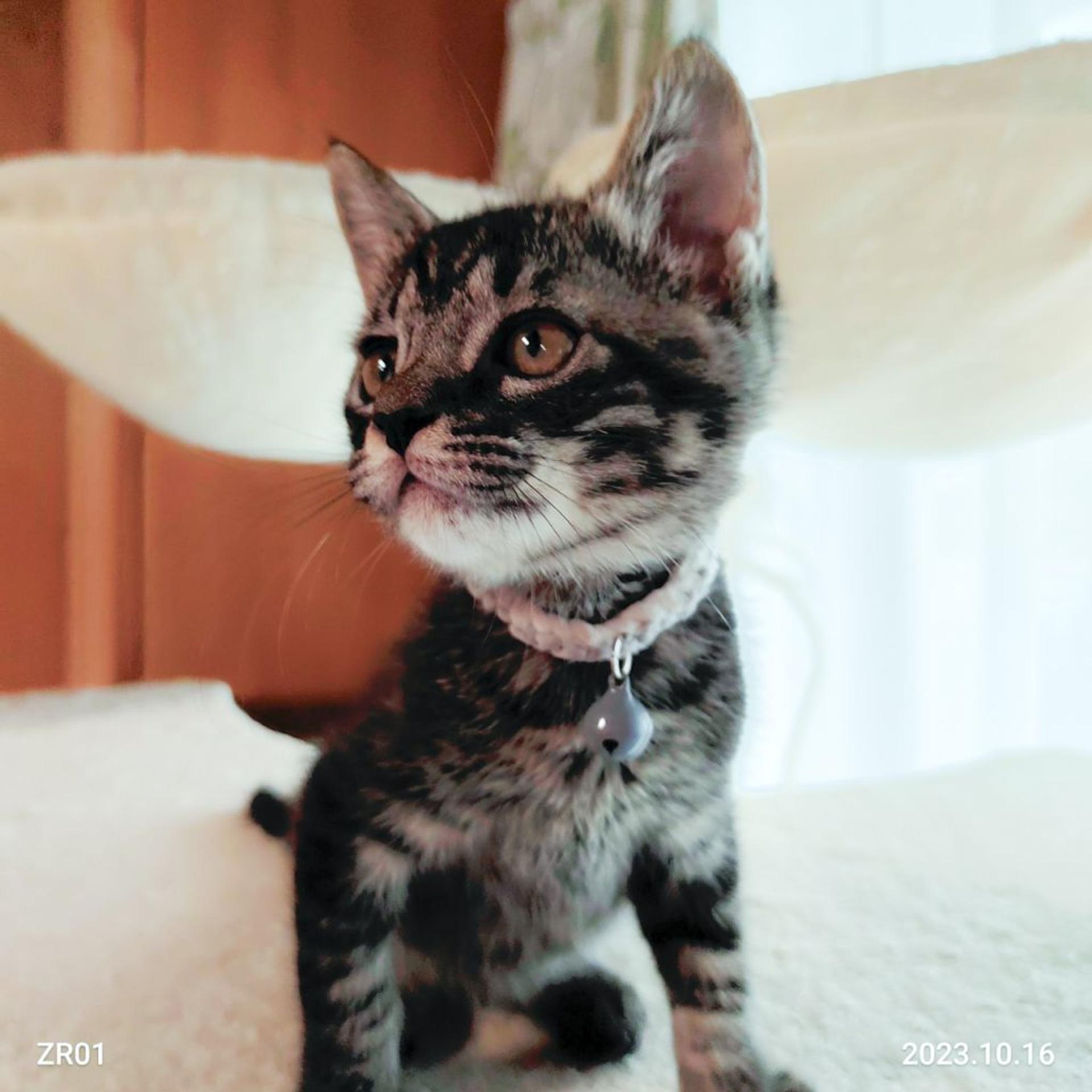 pet-image-5