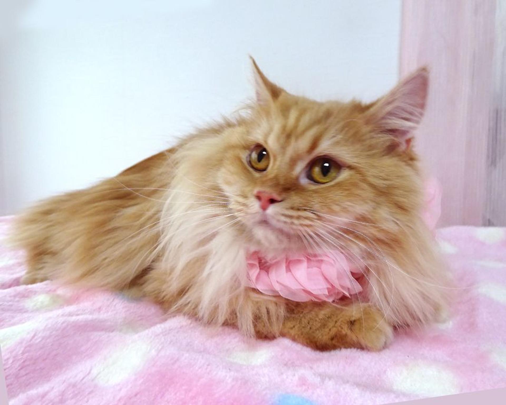pet-image-2