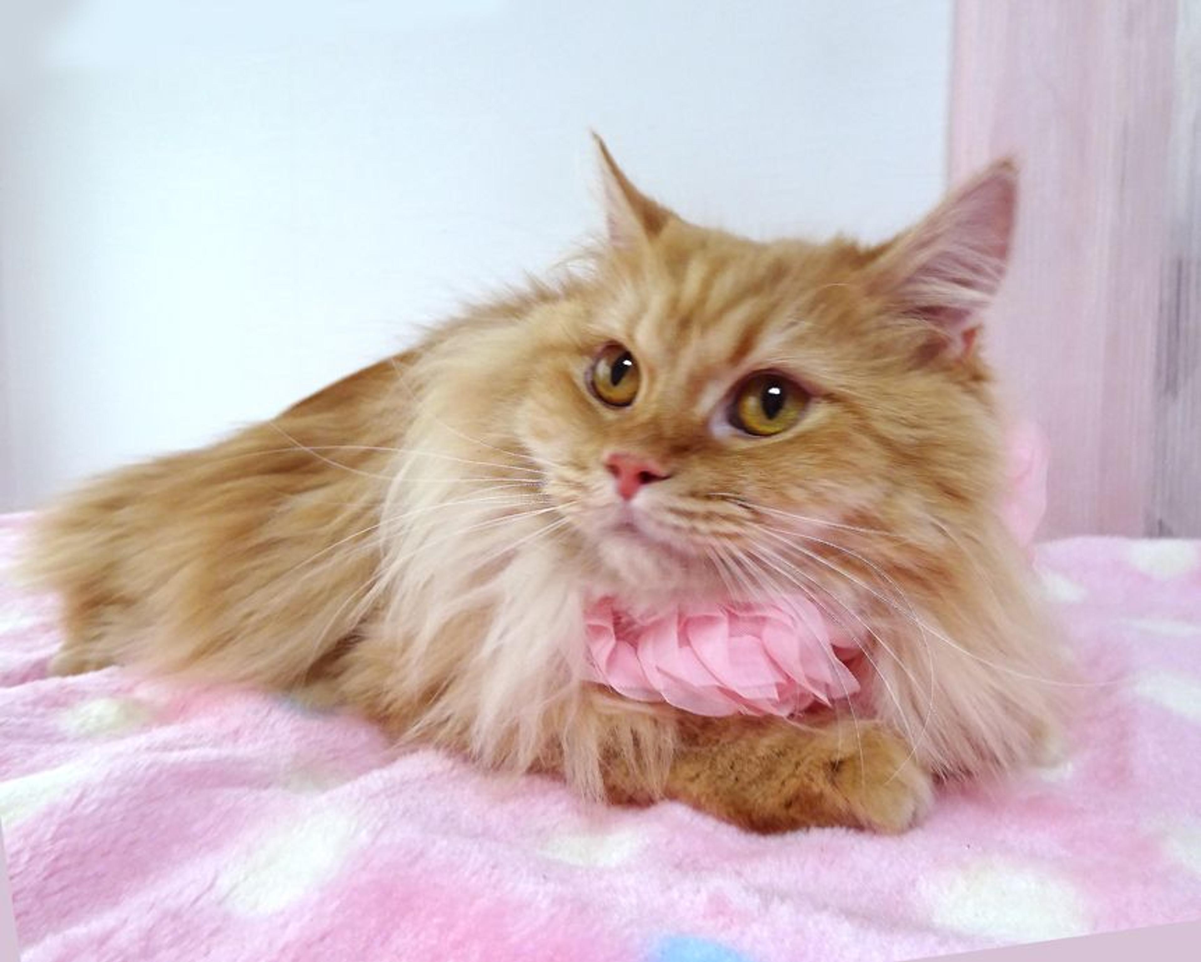 pet-image-2