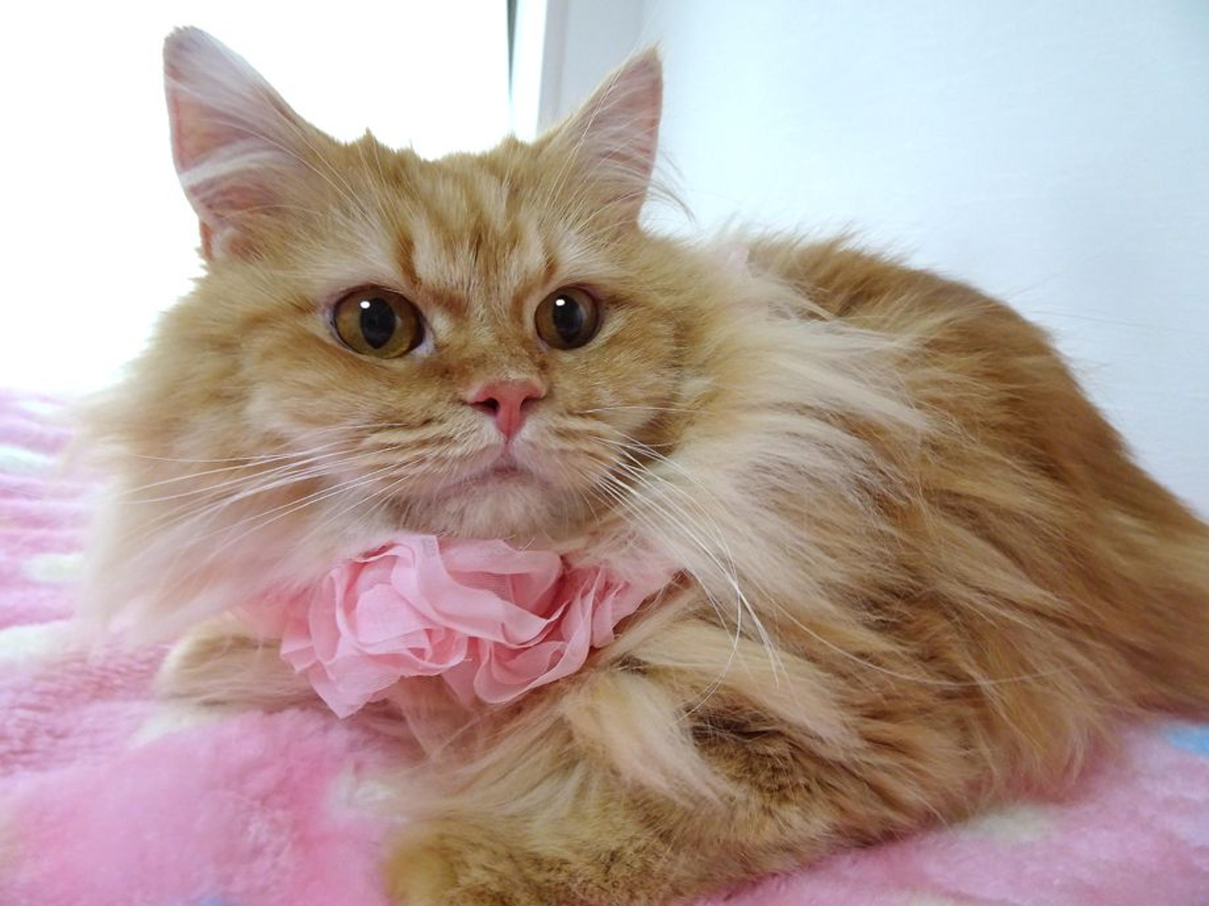 pet-image-3