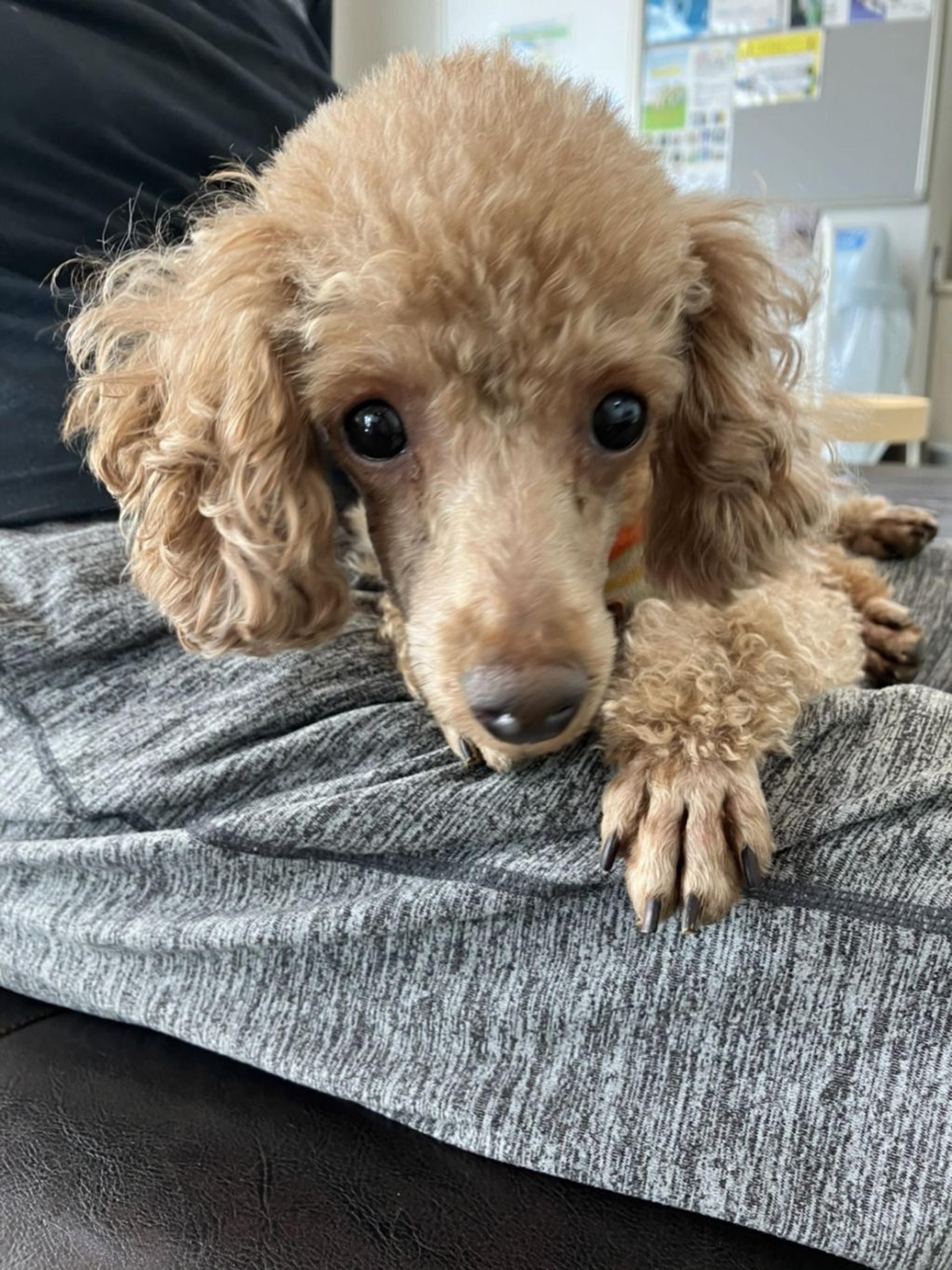 pet-image-2