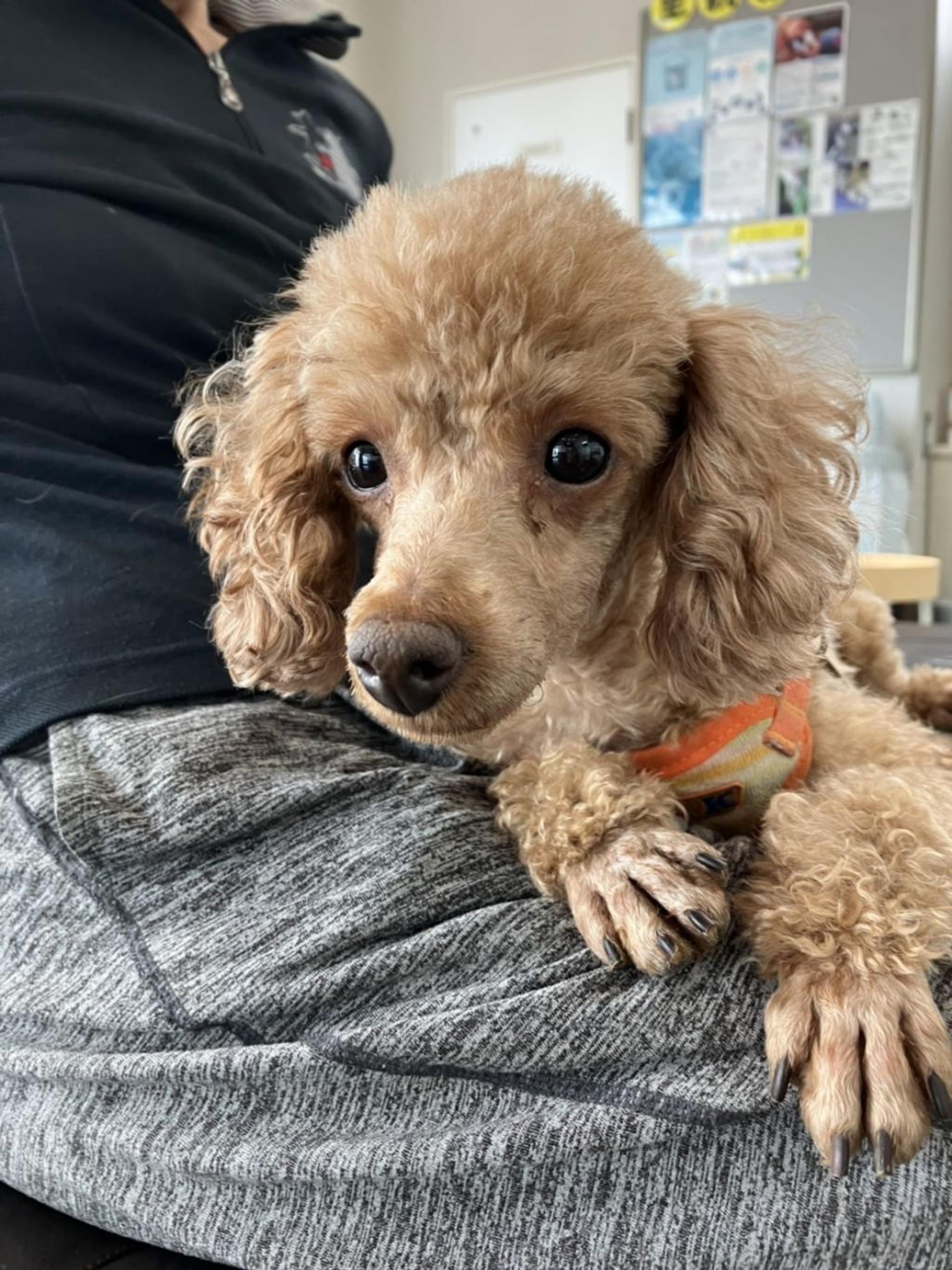pet-image-3