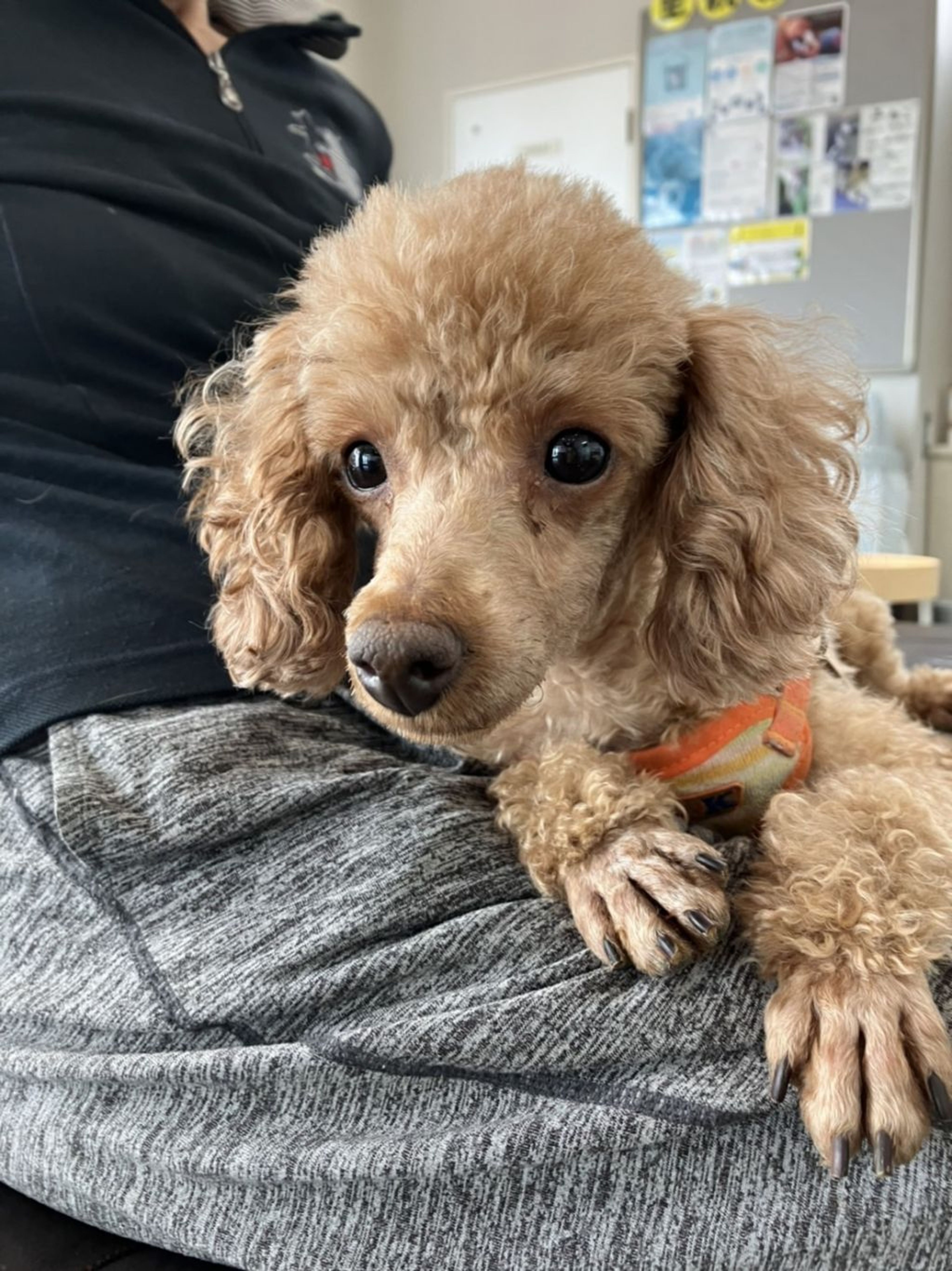 pet-image-3