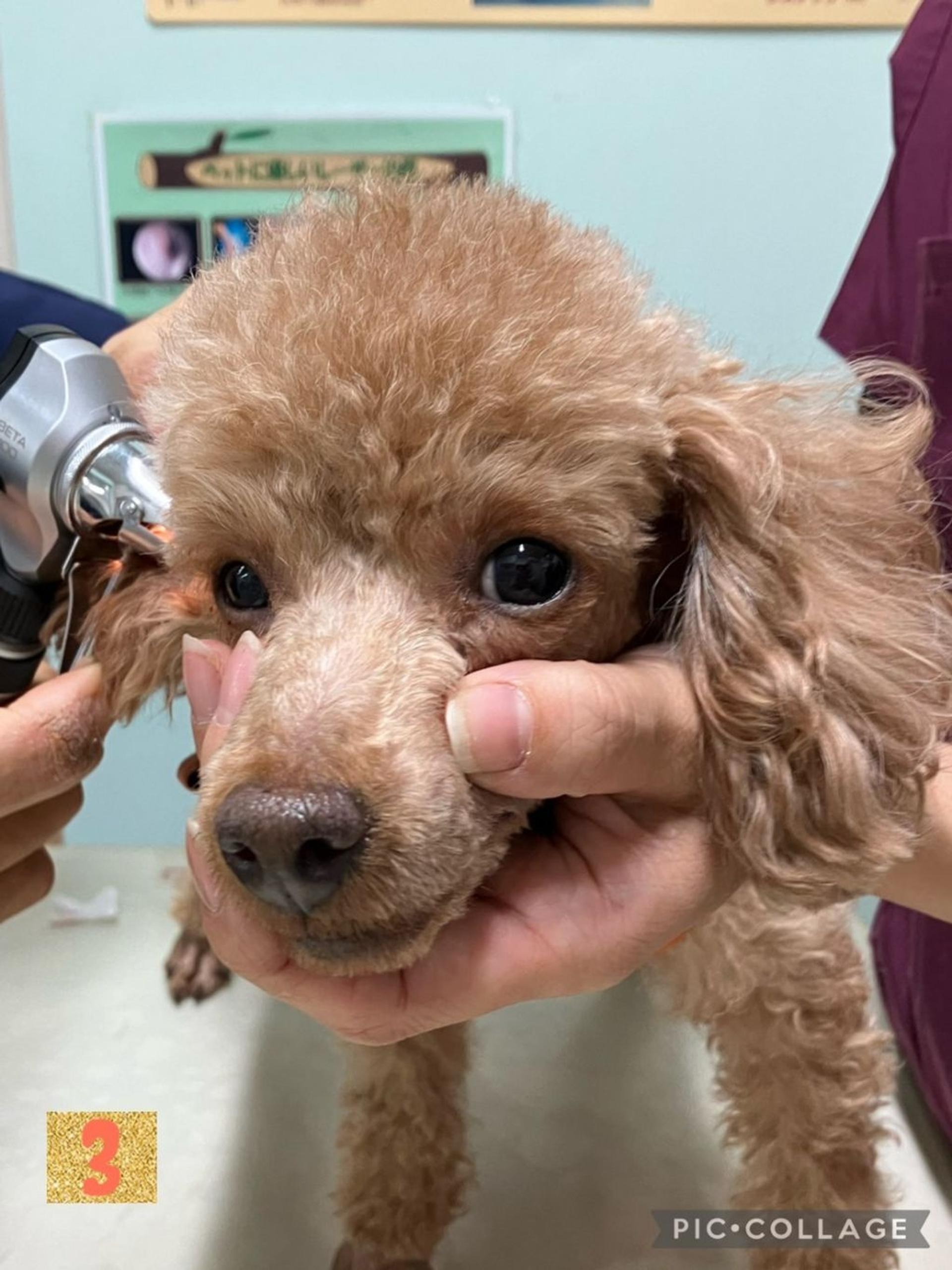 pet-image-4