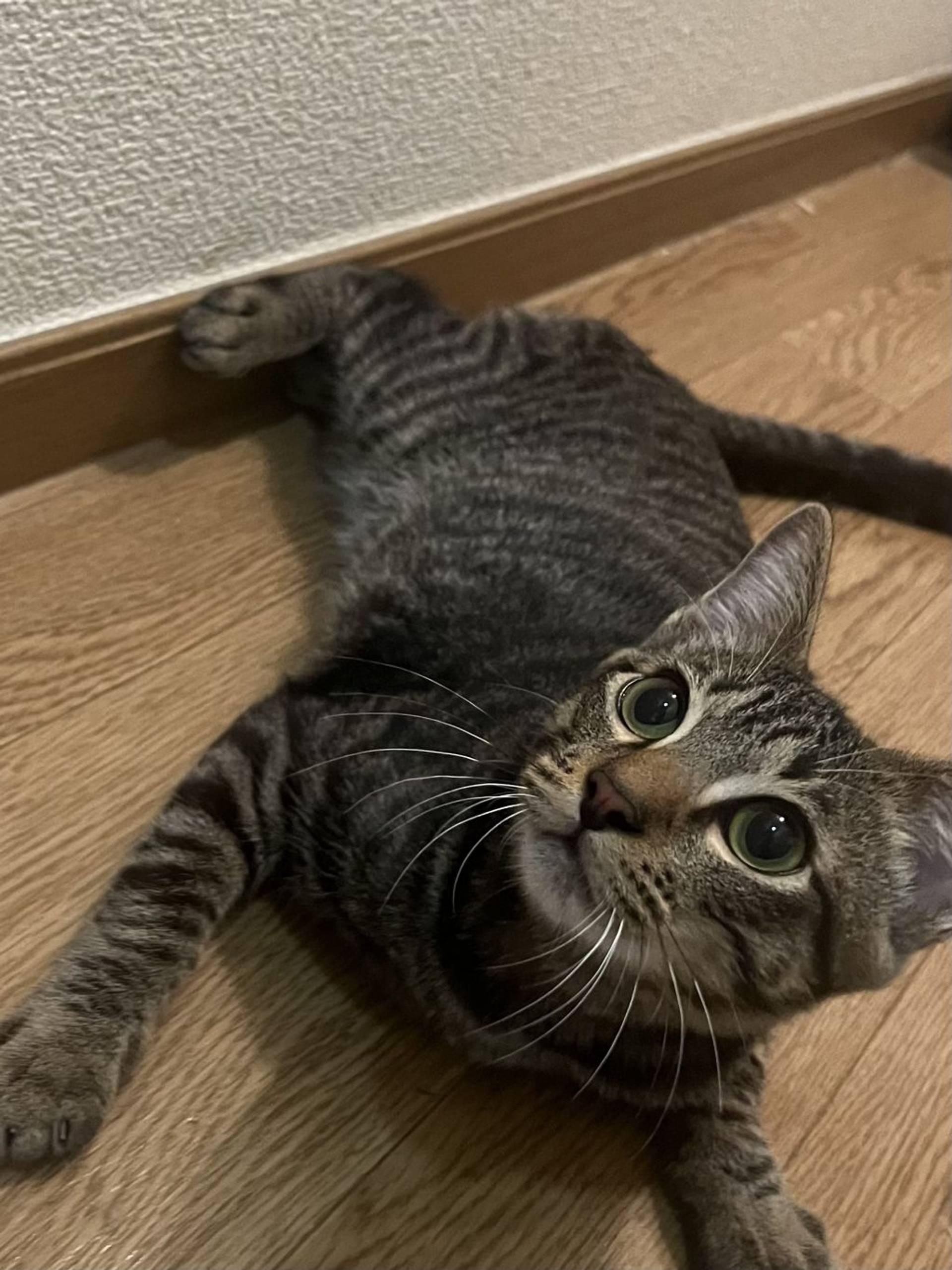 雑種（ミックス猫）・オスの里親募集の写真