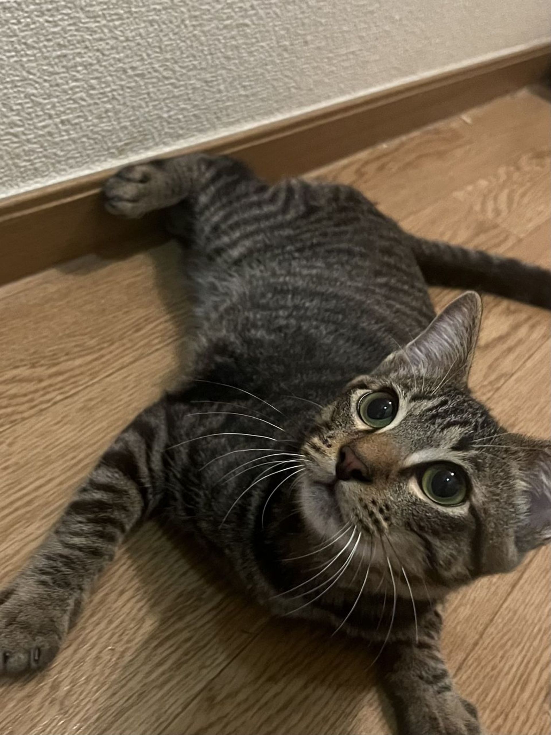 雑種（ミックス猫）・オスの里親募集の写真