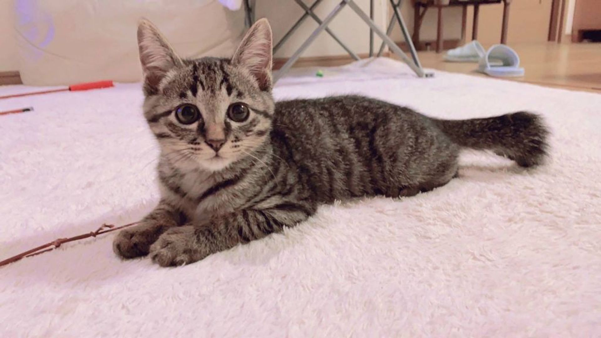 雑種（ミックス猫）・オスの里親募集の写真