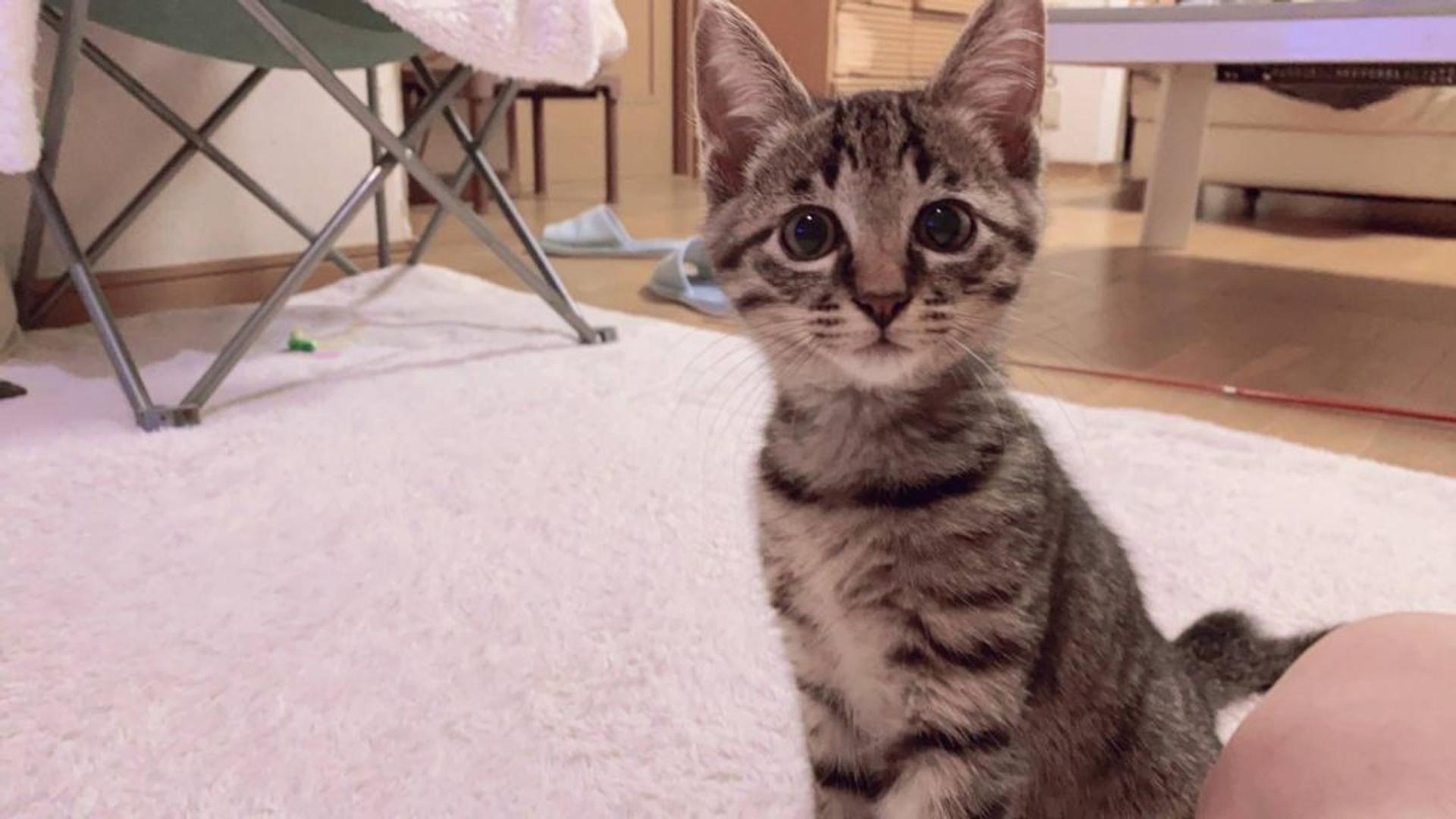 pet-image-4