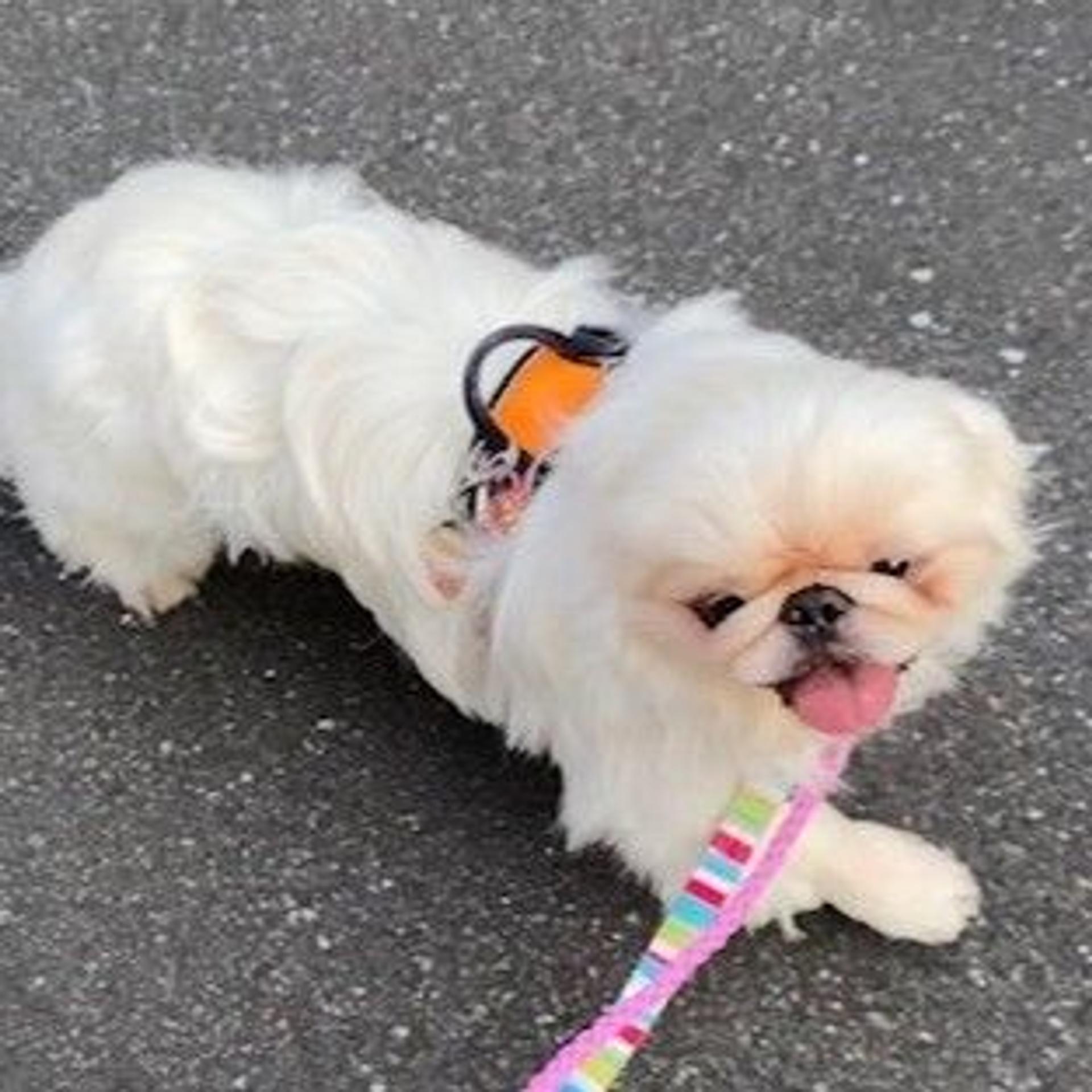 pet-image-4