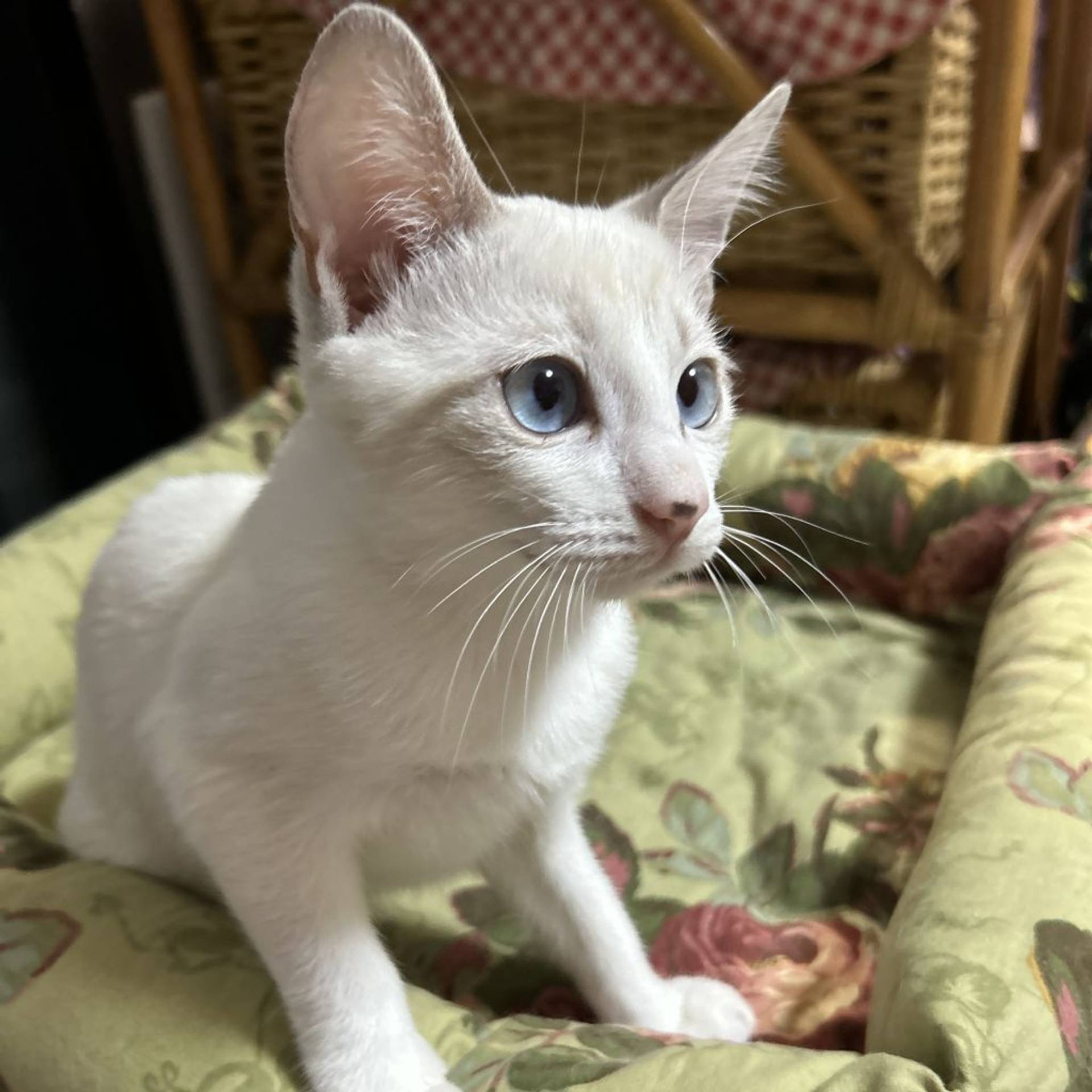 雑種（ミックス猫）・メスの里親募集の写真