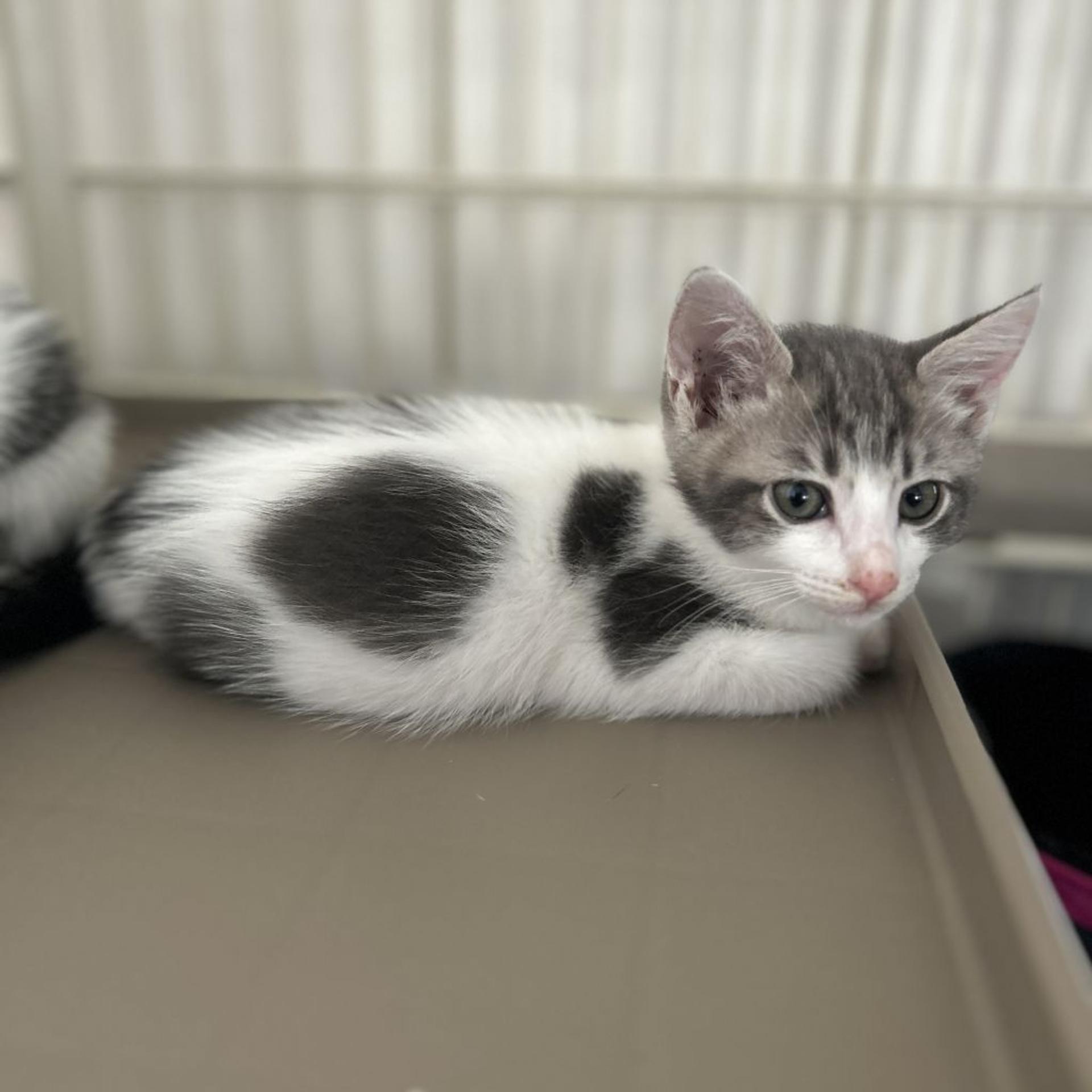 pet-image-3