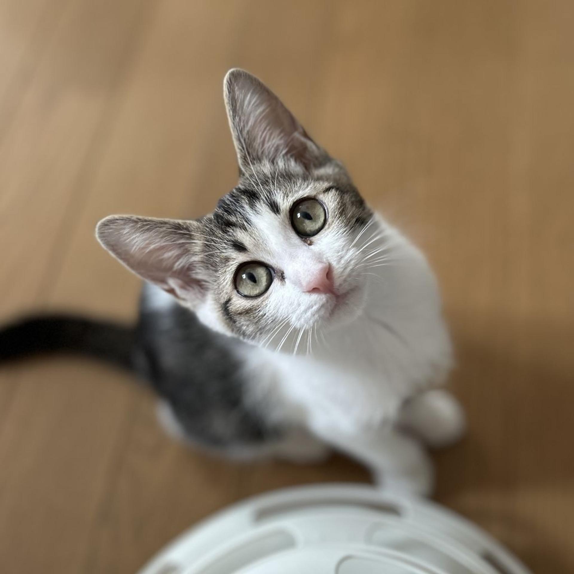 pet-image-5