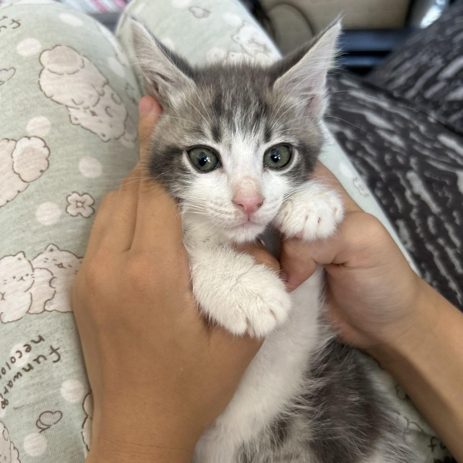 pet-image-6