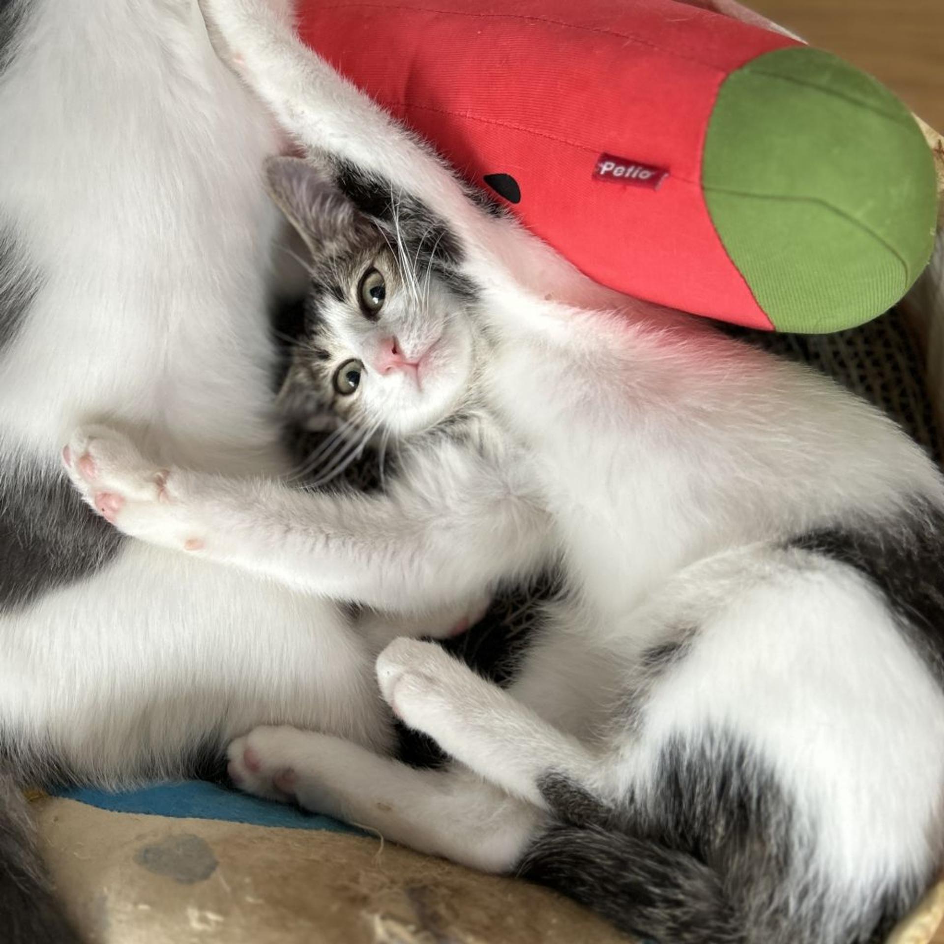 pet-image-8