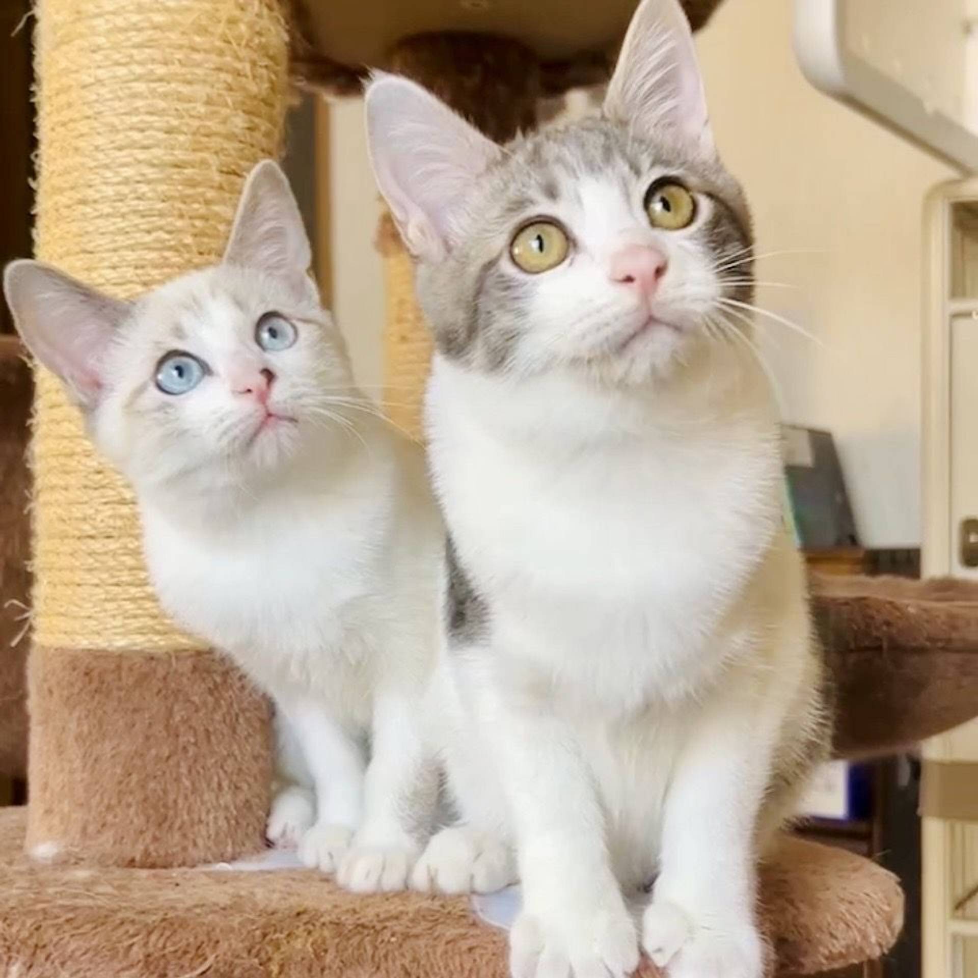 雑種（ミックス猫）・メスの里親募集の写真