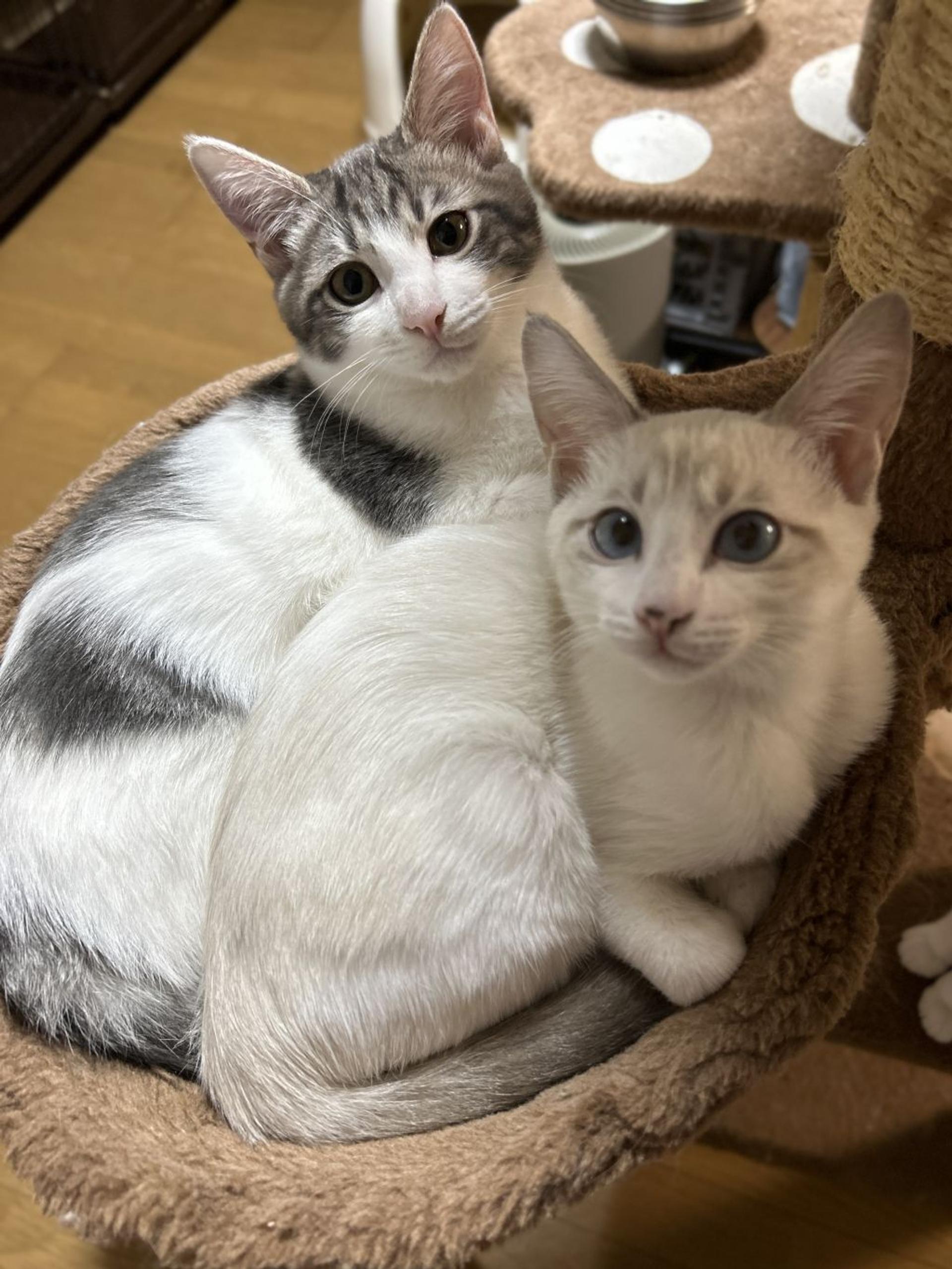 pet-image-2