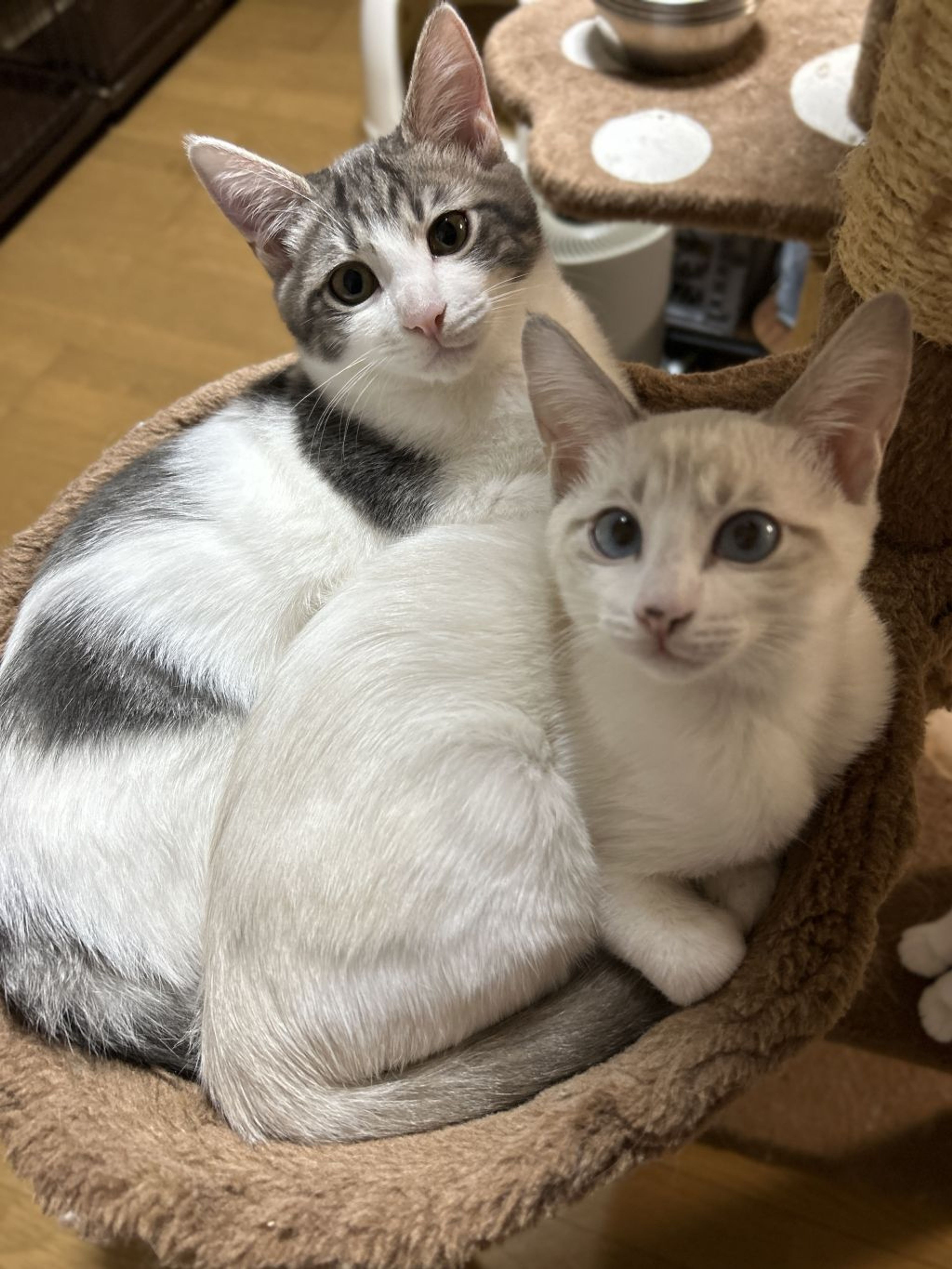 pet-image-2