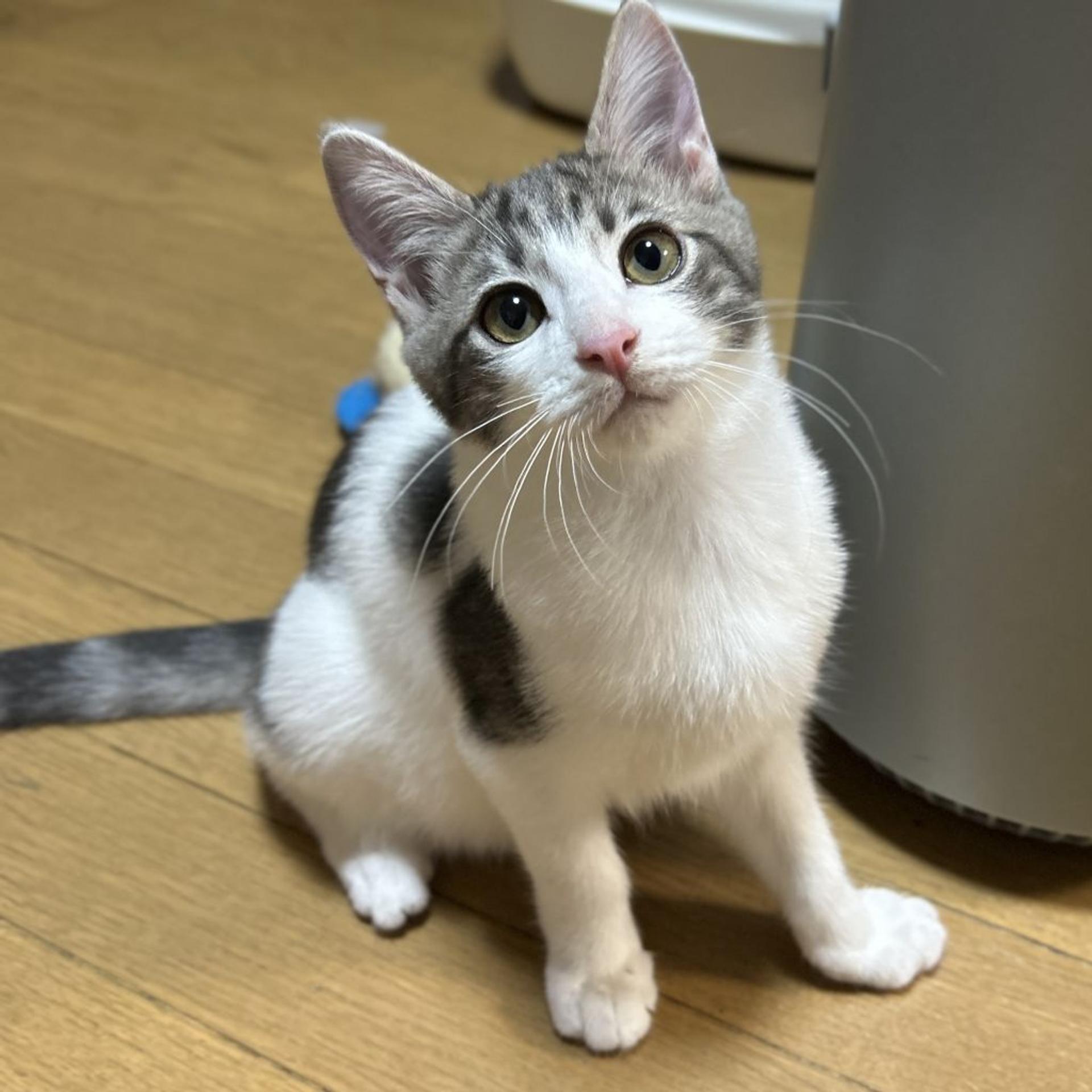 pet-image-3