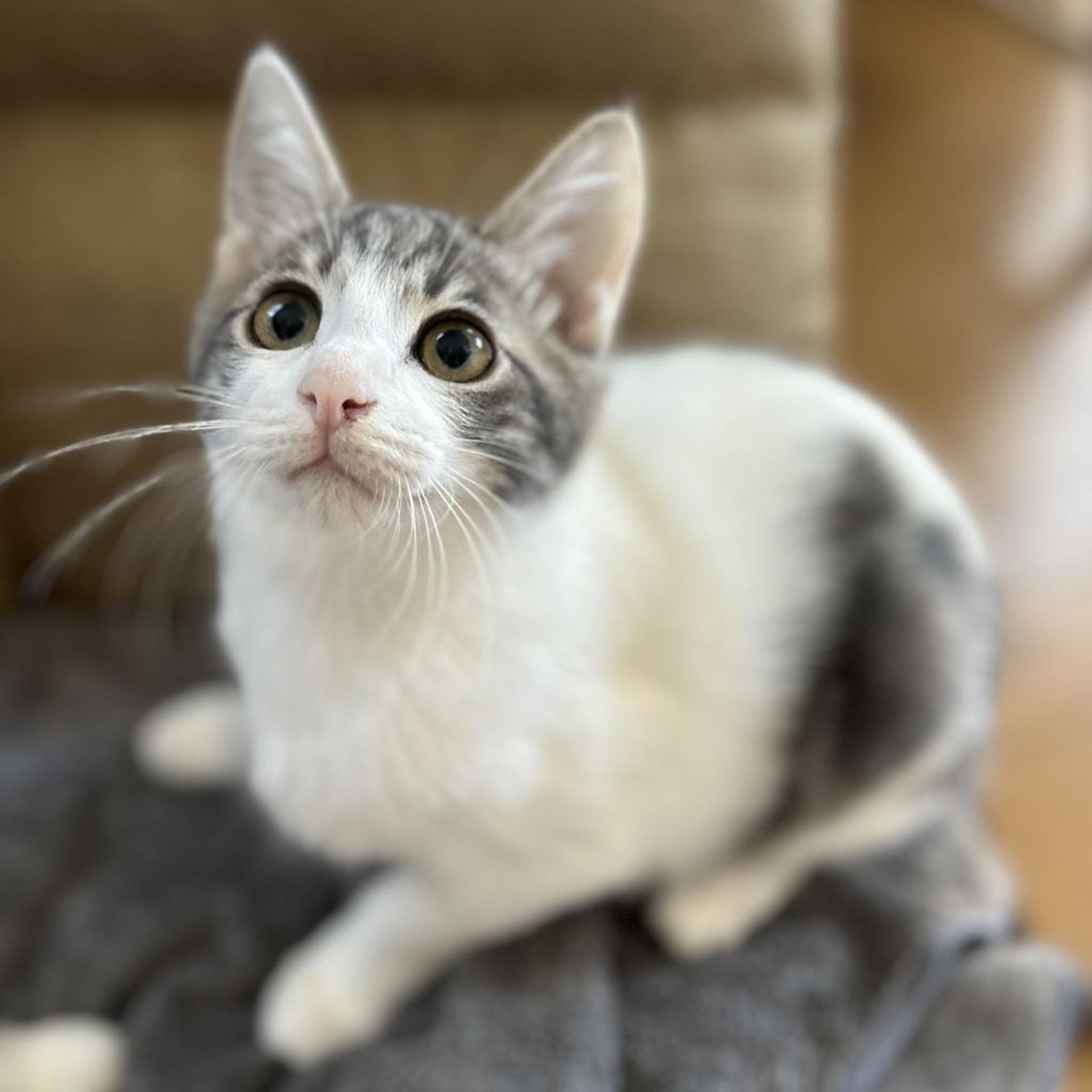 pet-image-4