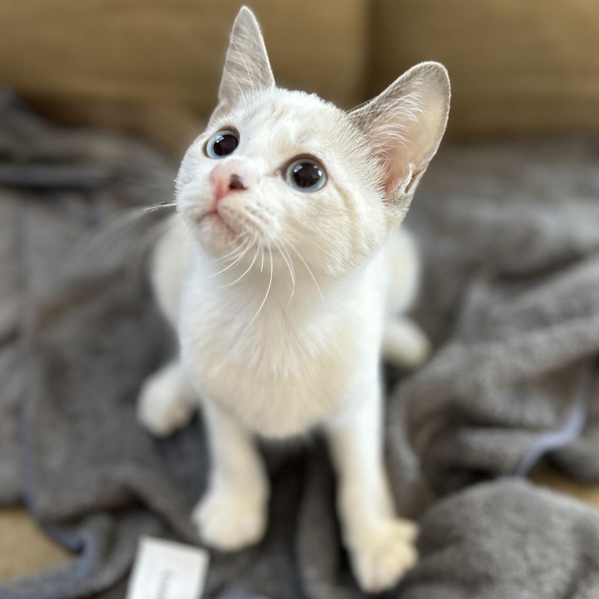pet-image-5