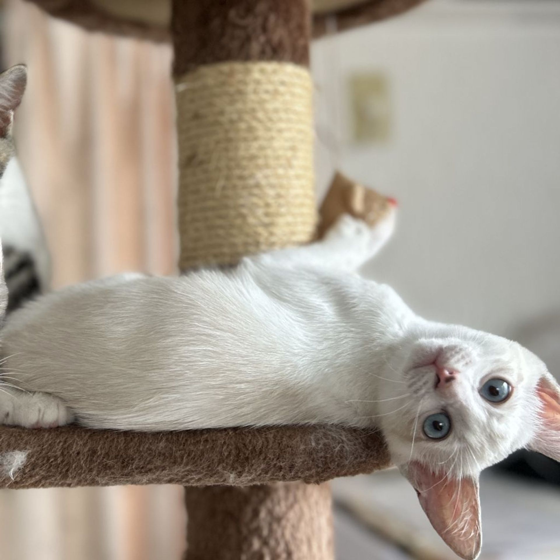 thumbnail-7