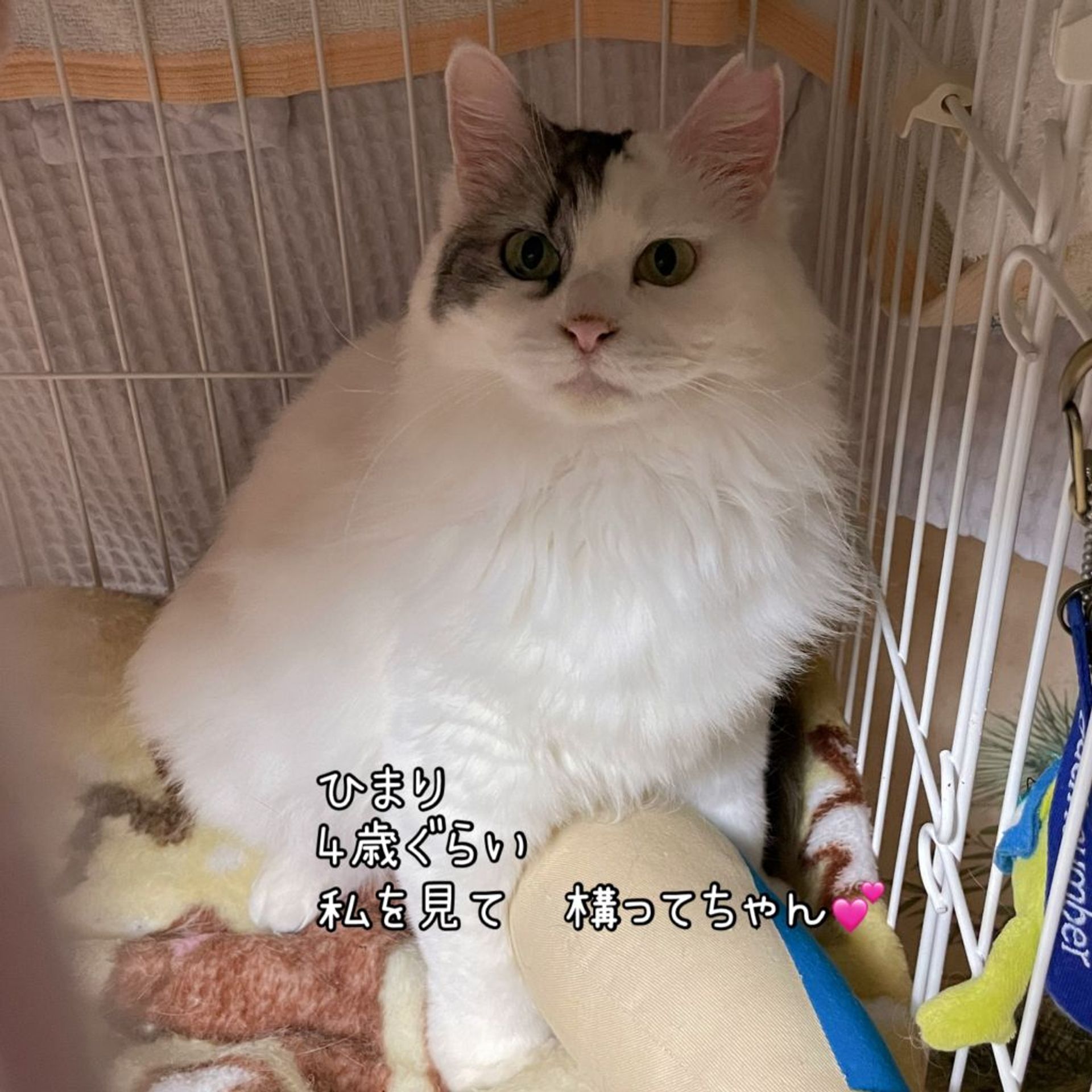 日本猫・メスの里親募集の写真