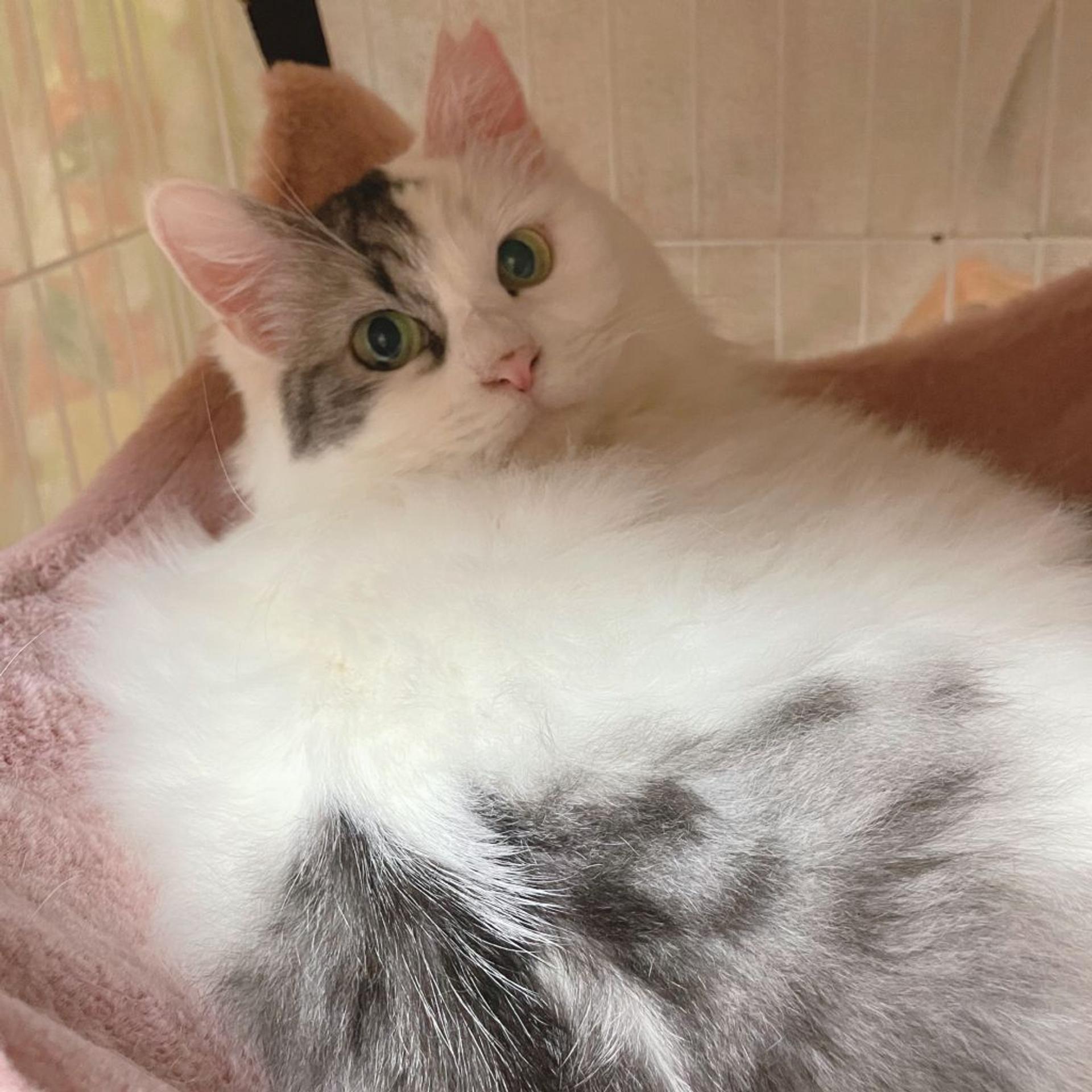 pet-image-2
