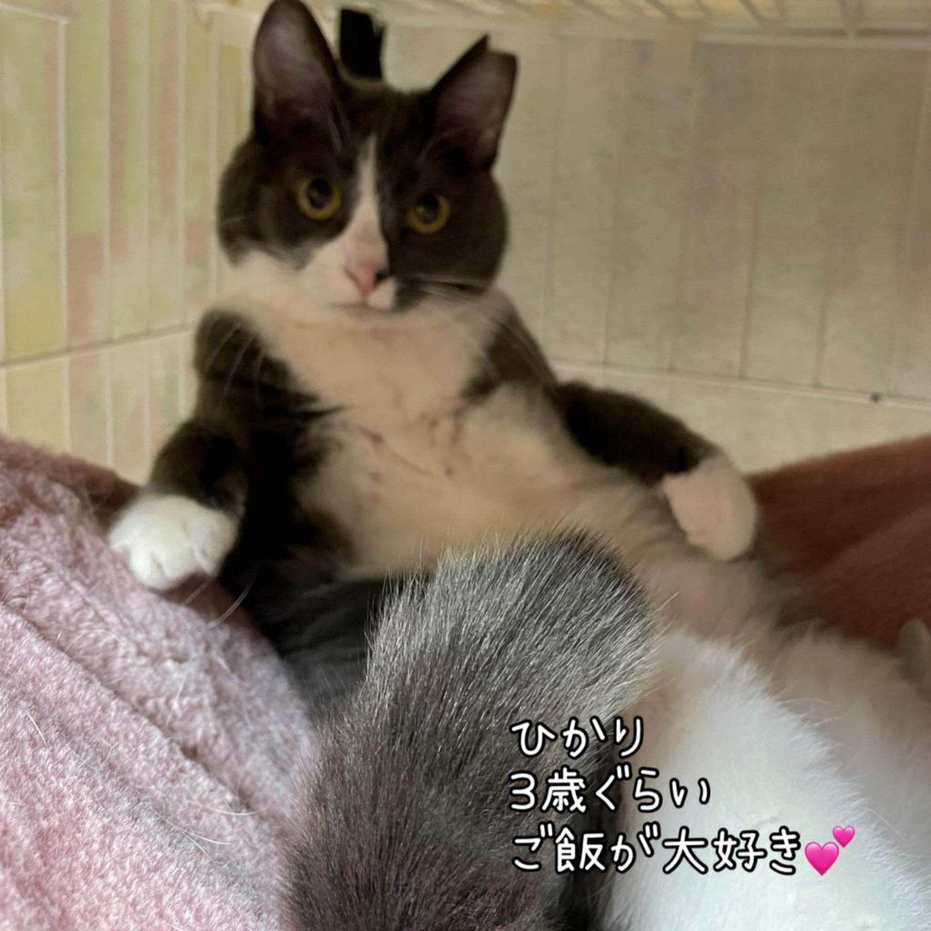 pet-image-2