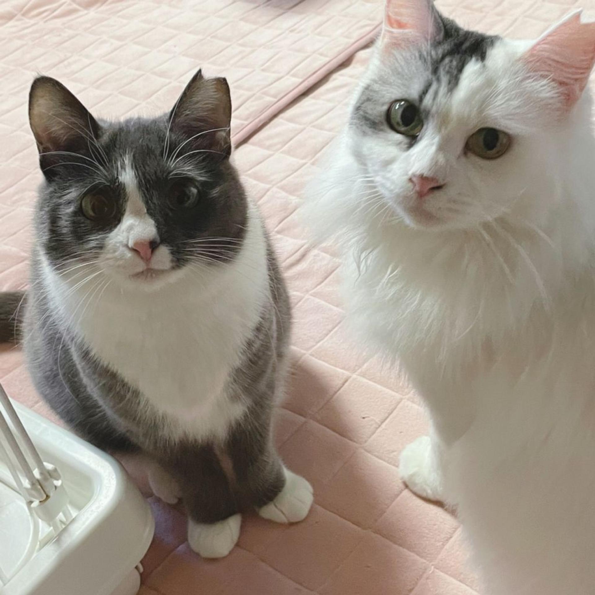 pet-image-5