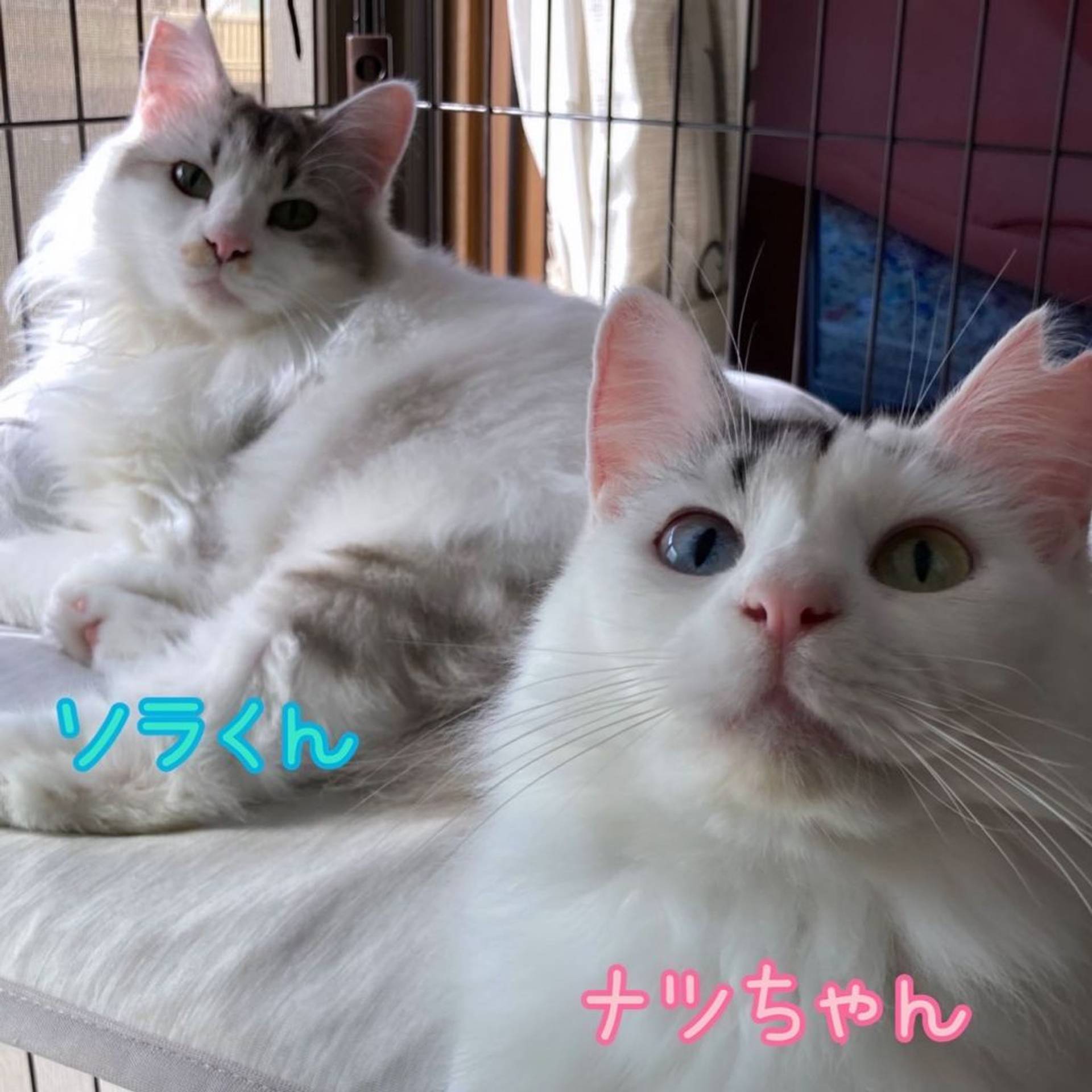 日本猫・メスの里親募集の写真