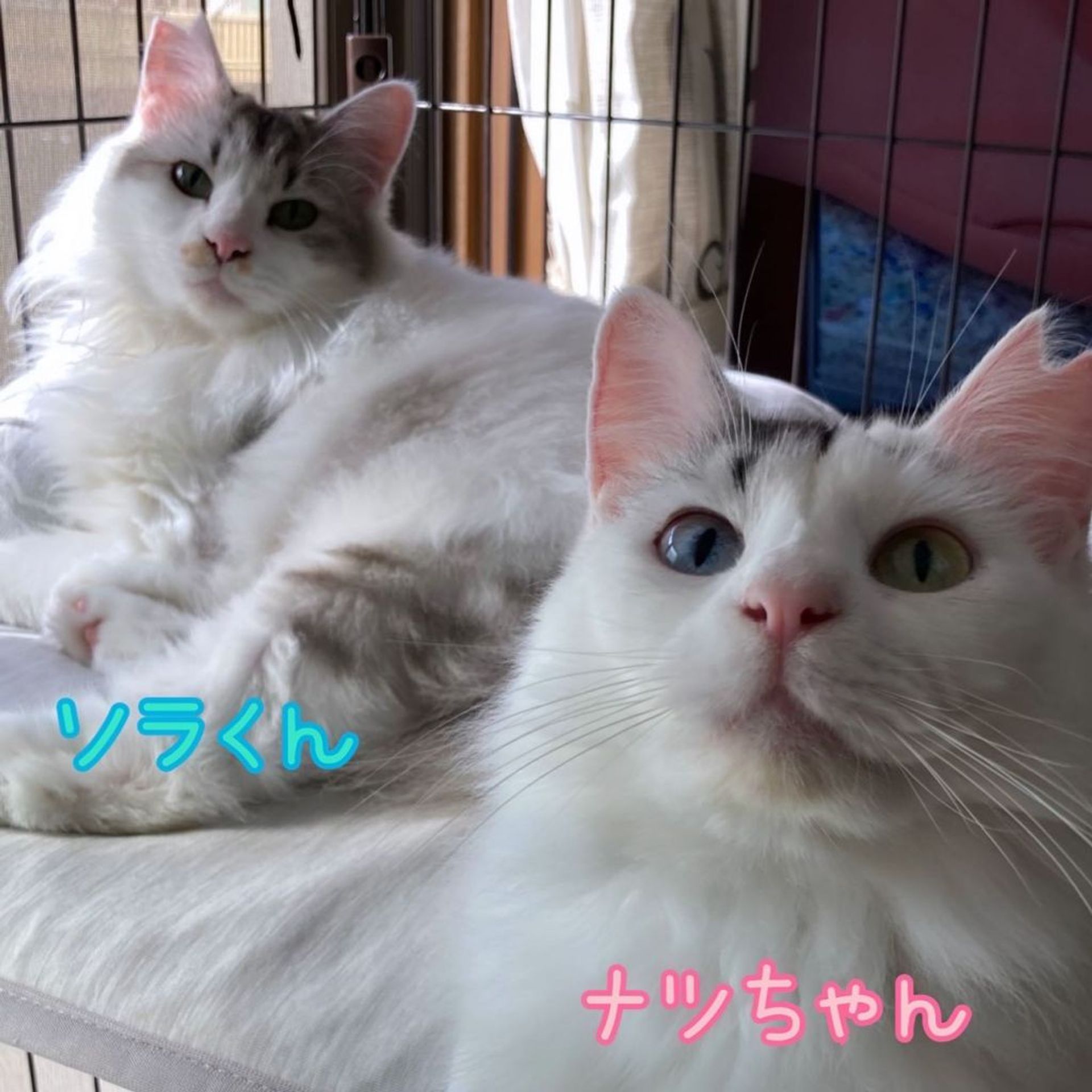 日本猫・メスの里親募集の写真