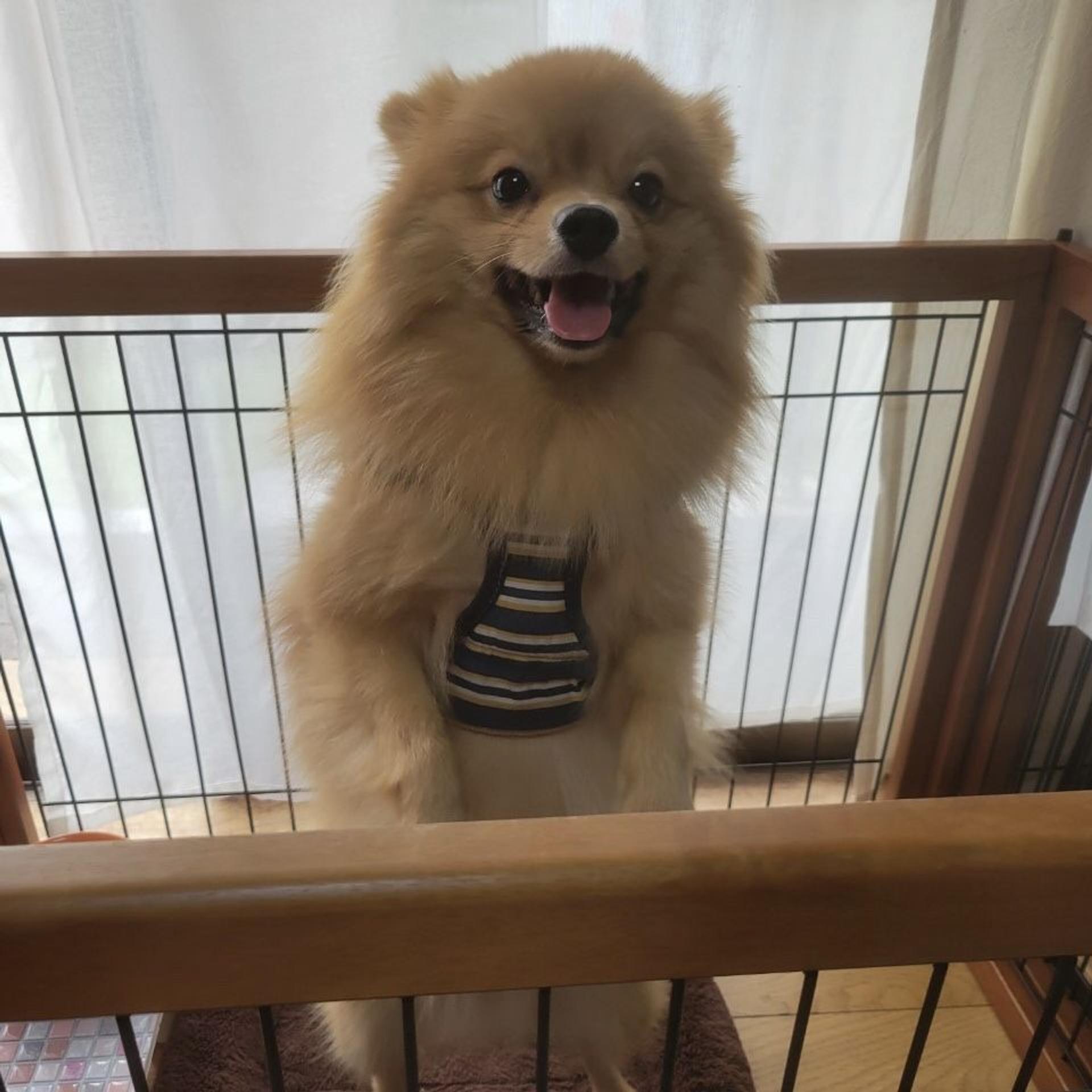 pet-image-3