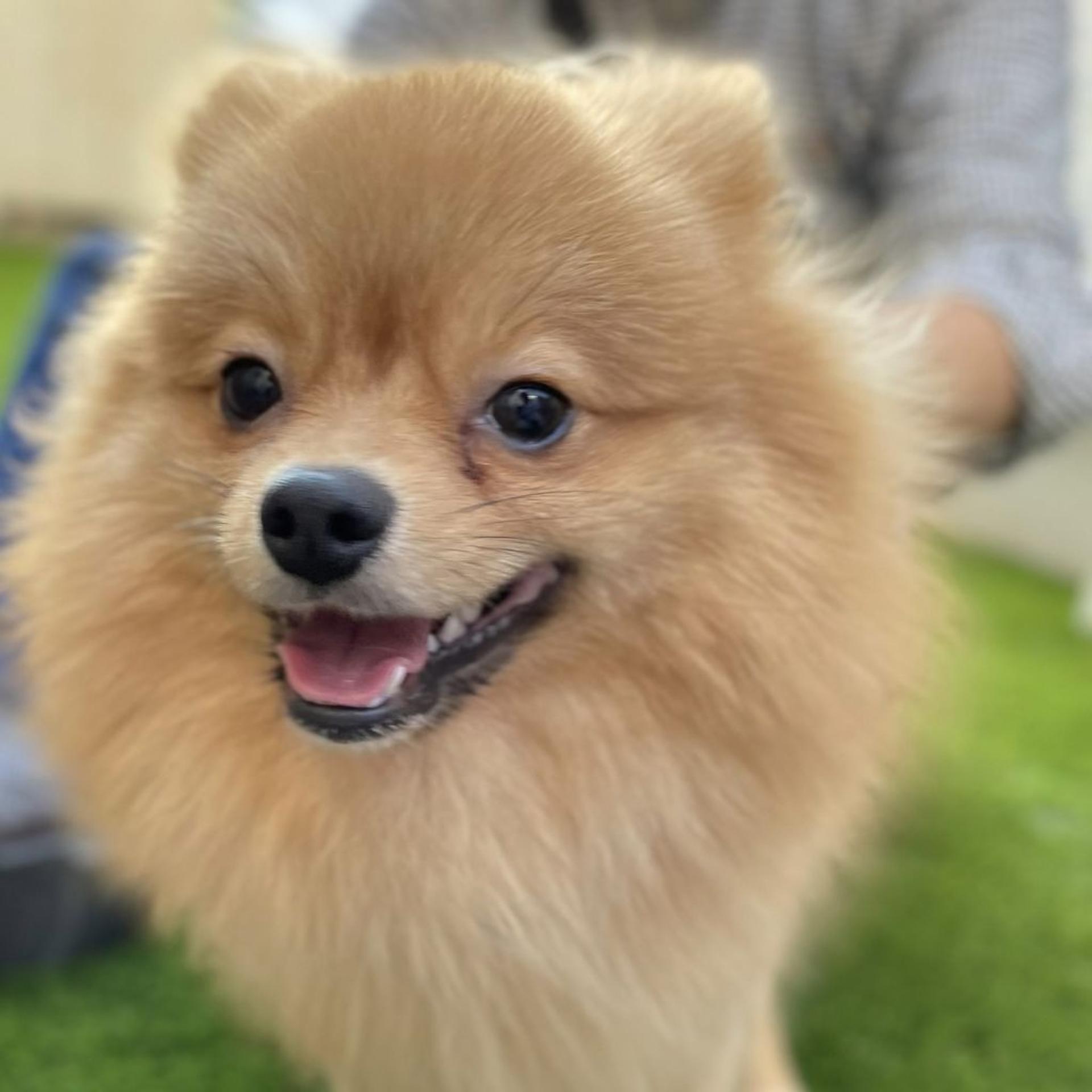 pet-image-2